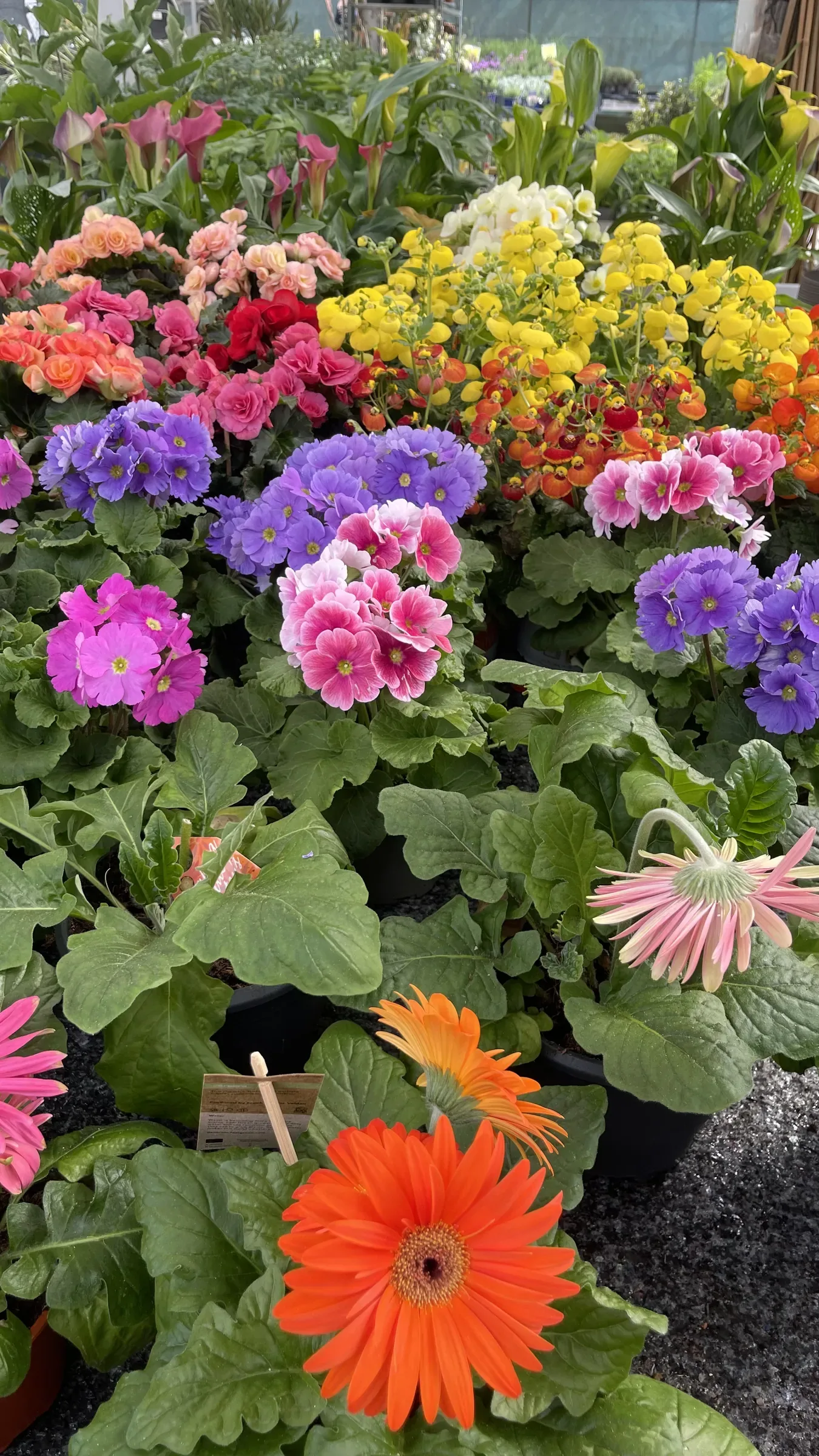 Banco di primule viola, rosa e gialle, con una gerbera arancio in primo piano