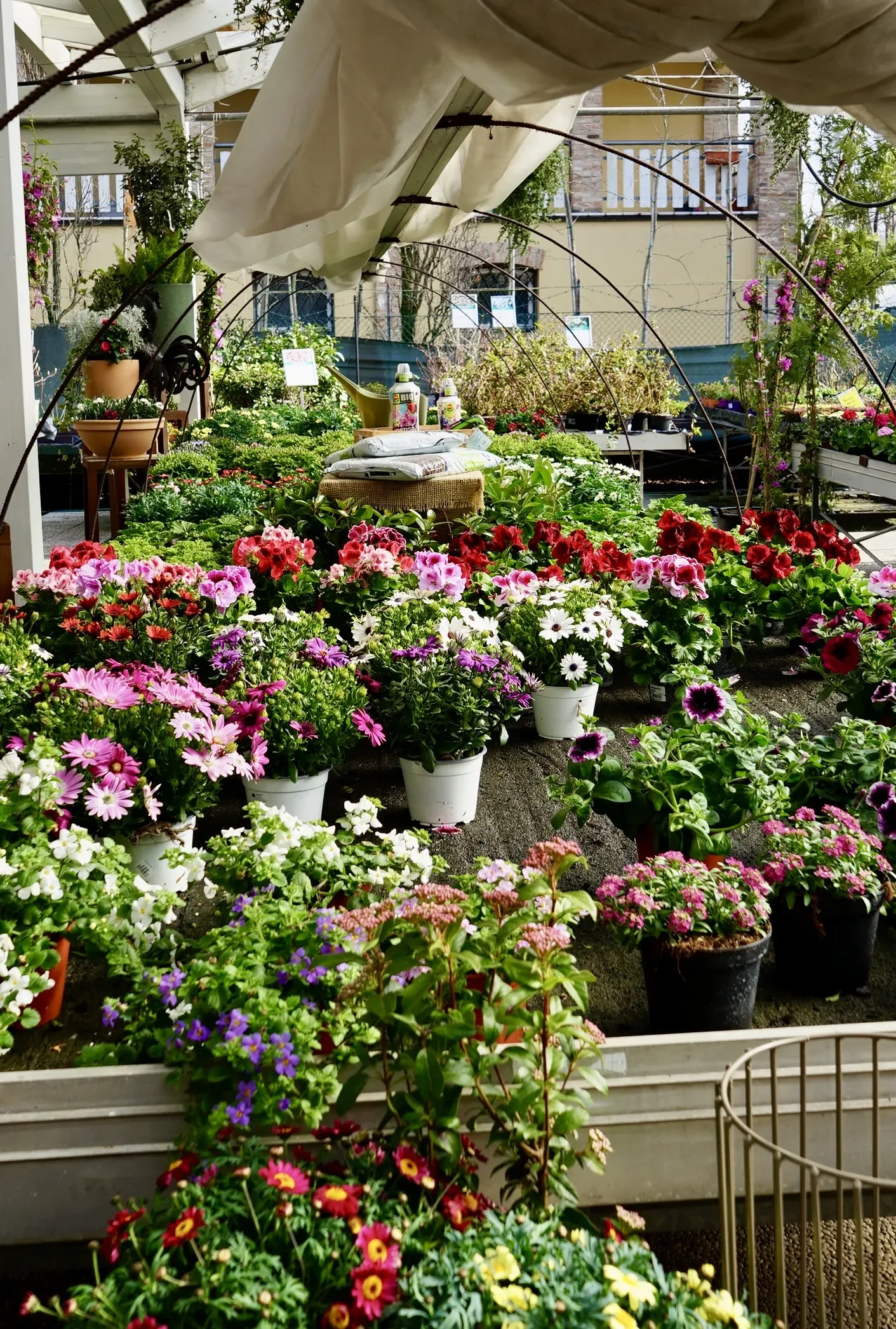 I banchi delle fioriture carichi di vasi rossi, rosa, bianchi e viola, sotto gli archi della tettoia