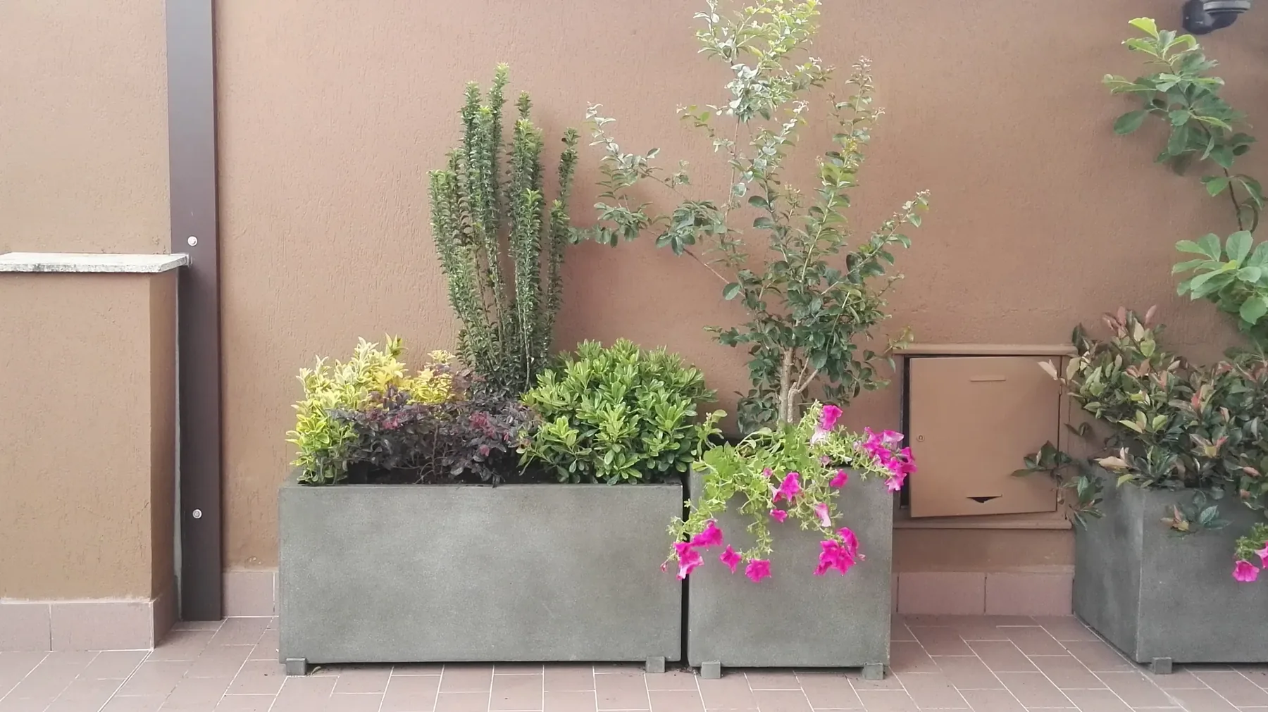 Fioriere in cemento grigio contro un muro rosa, con arbusti, un piccolo albero e surfinie fucsia
