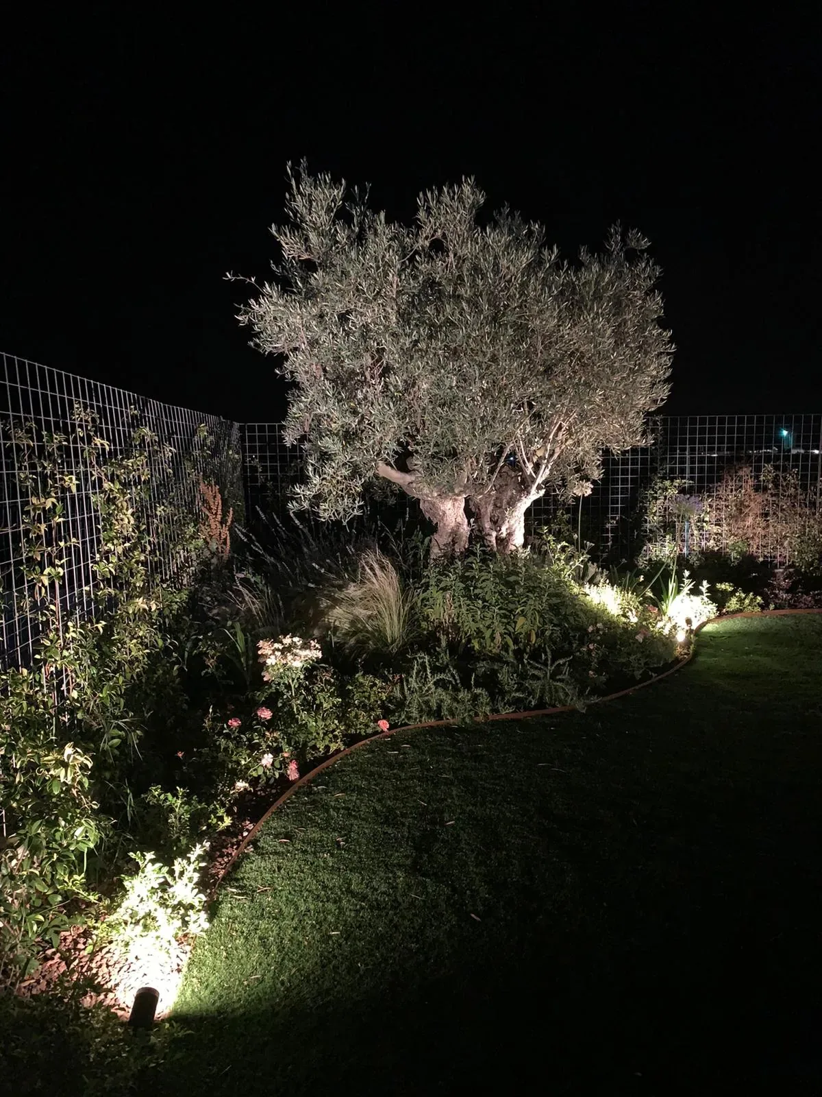 Olivo illuminato di notte in fondo a un prato, con la bordura accesa da piccoli faretti