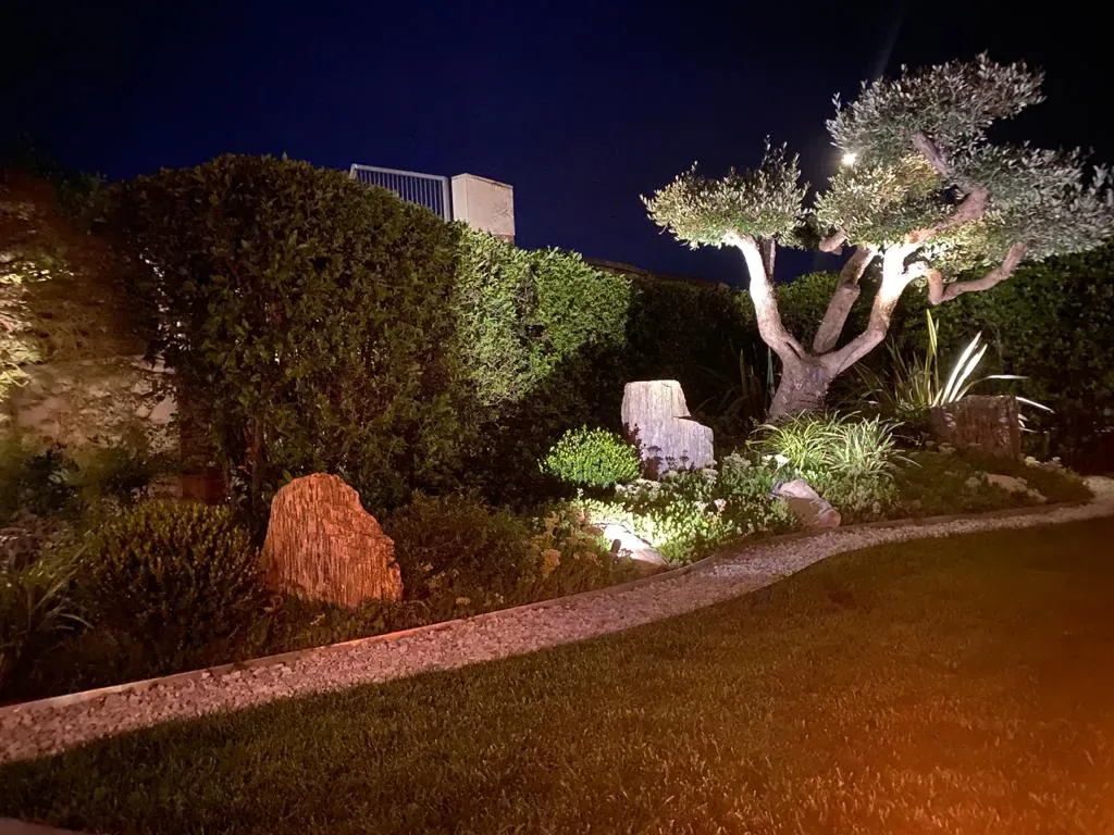 Giardino di sera con un olivo potato a nuvola illuminato, massi, un sentiero di ghiaia in curva e il prato davanti