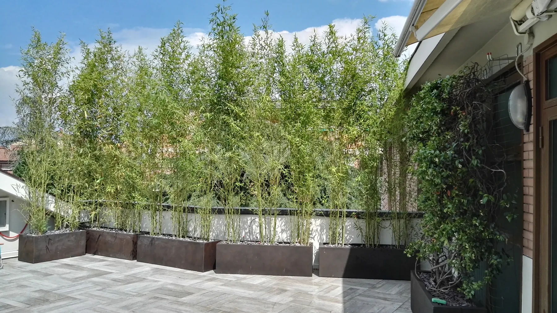 Terrazzo con una fila di fioriere scure piene di bambù alti come schermatura, e rampicanti sulla parete