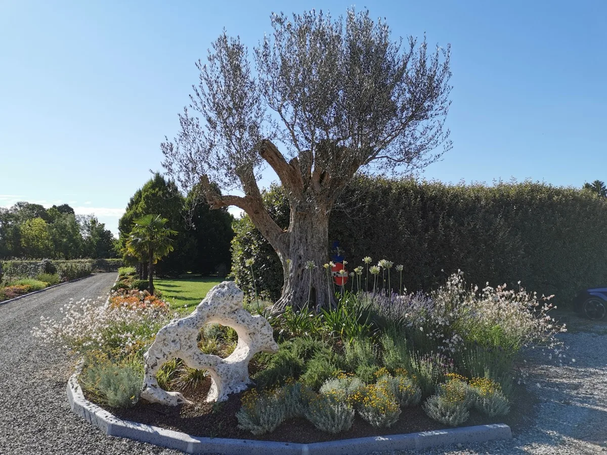 Aiuola con roccia forata, cuscini di piante argentate potati a forma tonda, lavanda e agapanti, ai piedi di un olivo secolare