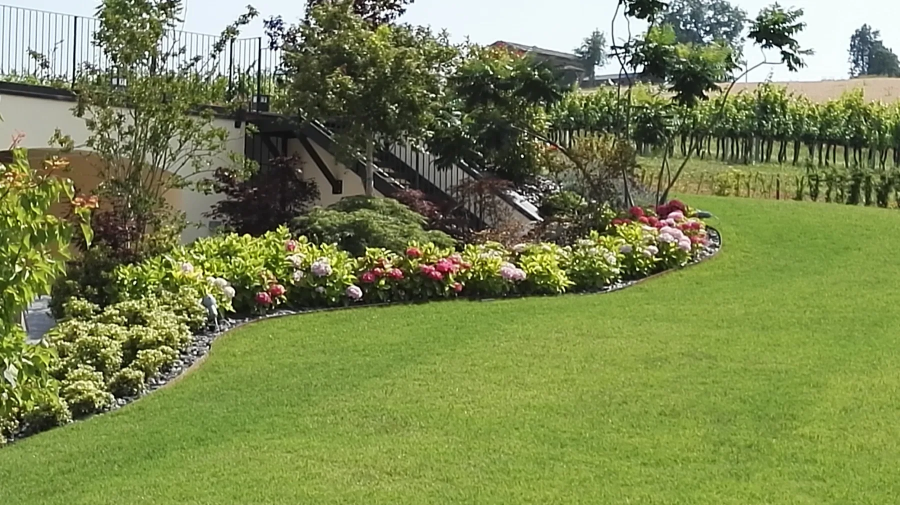 Prato con bordo netto contro una bordura fiorita di ortensie, rose e arbusti, e il filare di vite dietro la recinzione