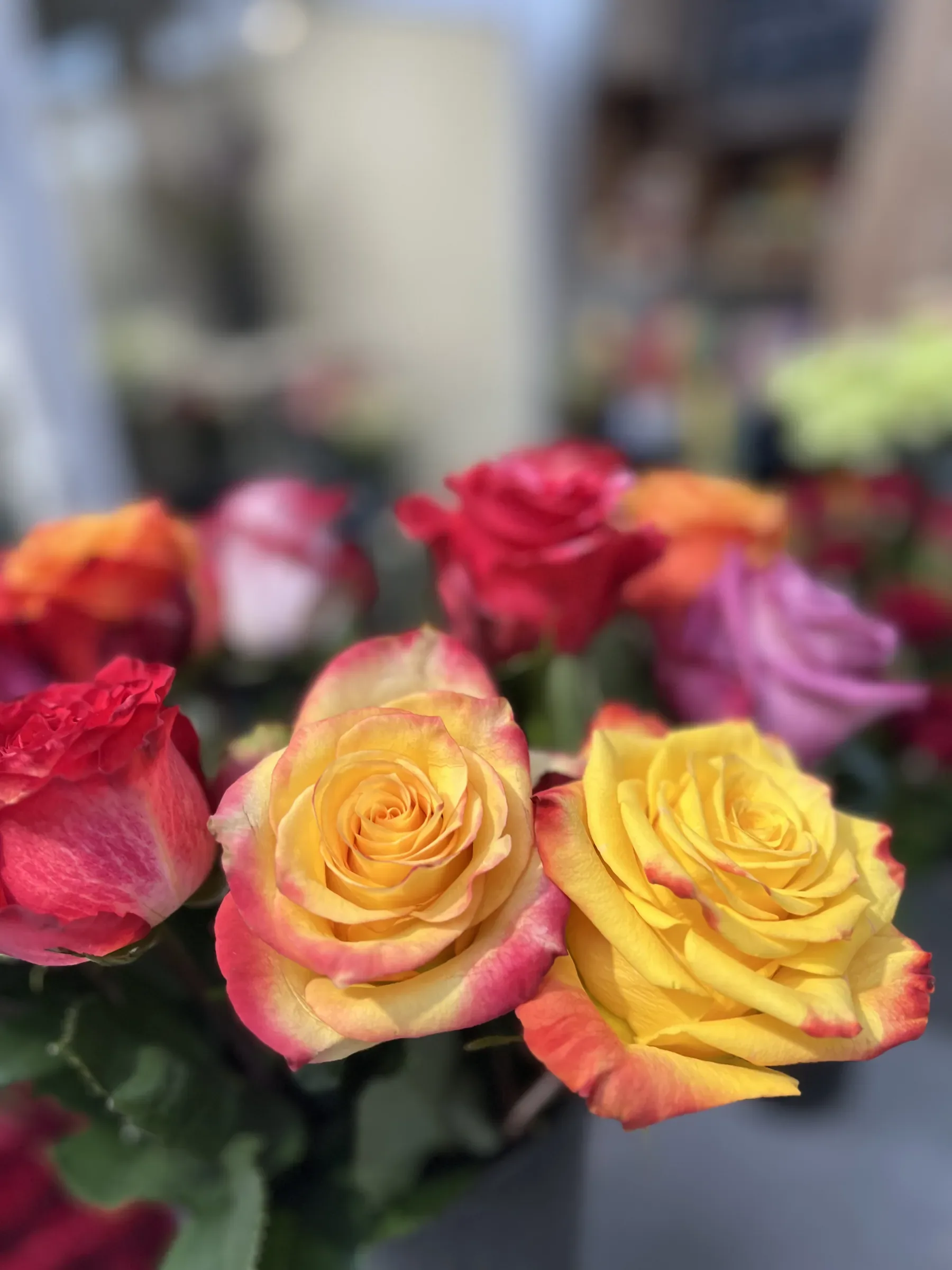 Rose gialle sfumate di rosso, rose rosse, arancio e lilla, da vicino