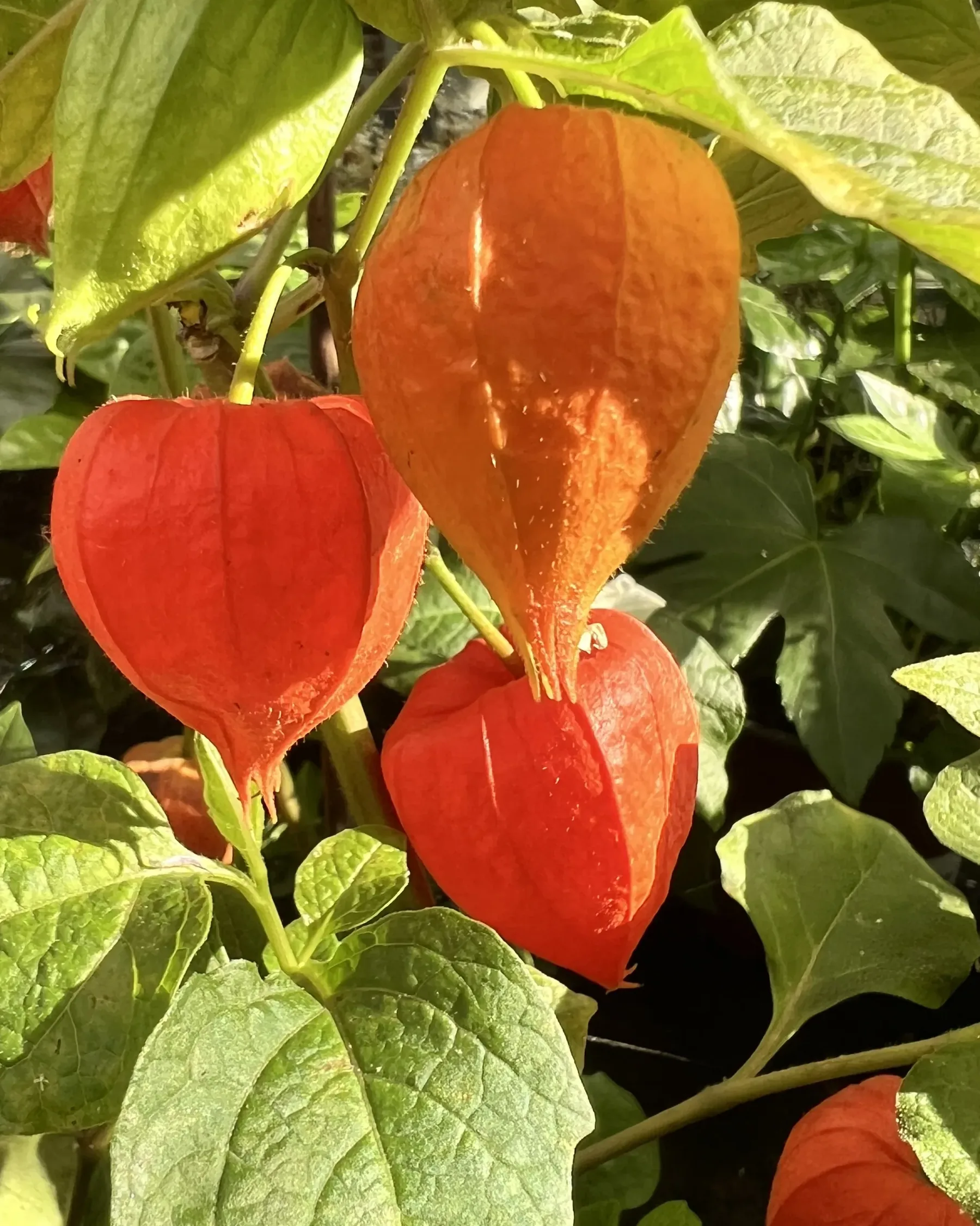 Calici arancio di alchechengi appesi fra le foglie verdi