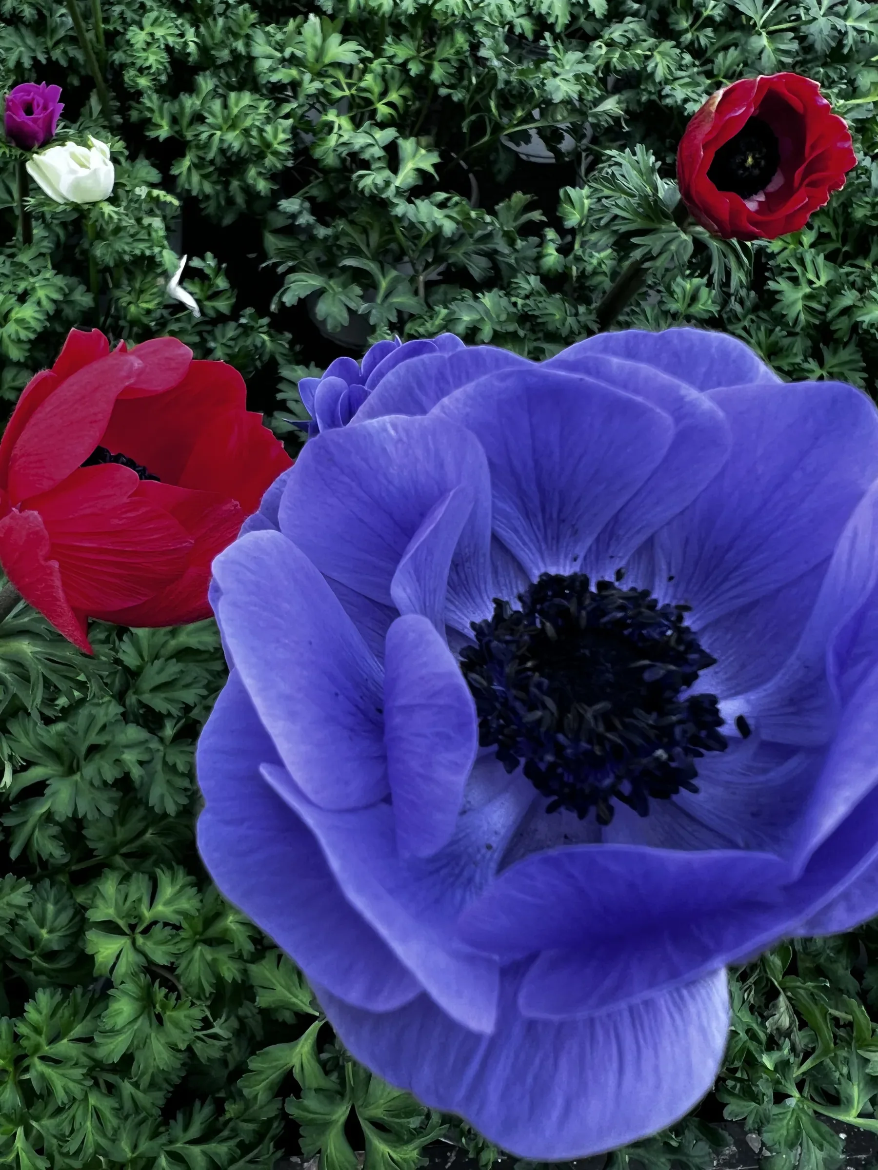 Anemone blu a centro nero in primo piano, con anemoni rossi fra le foglie frastagliate