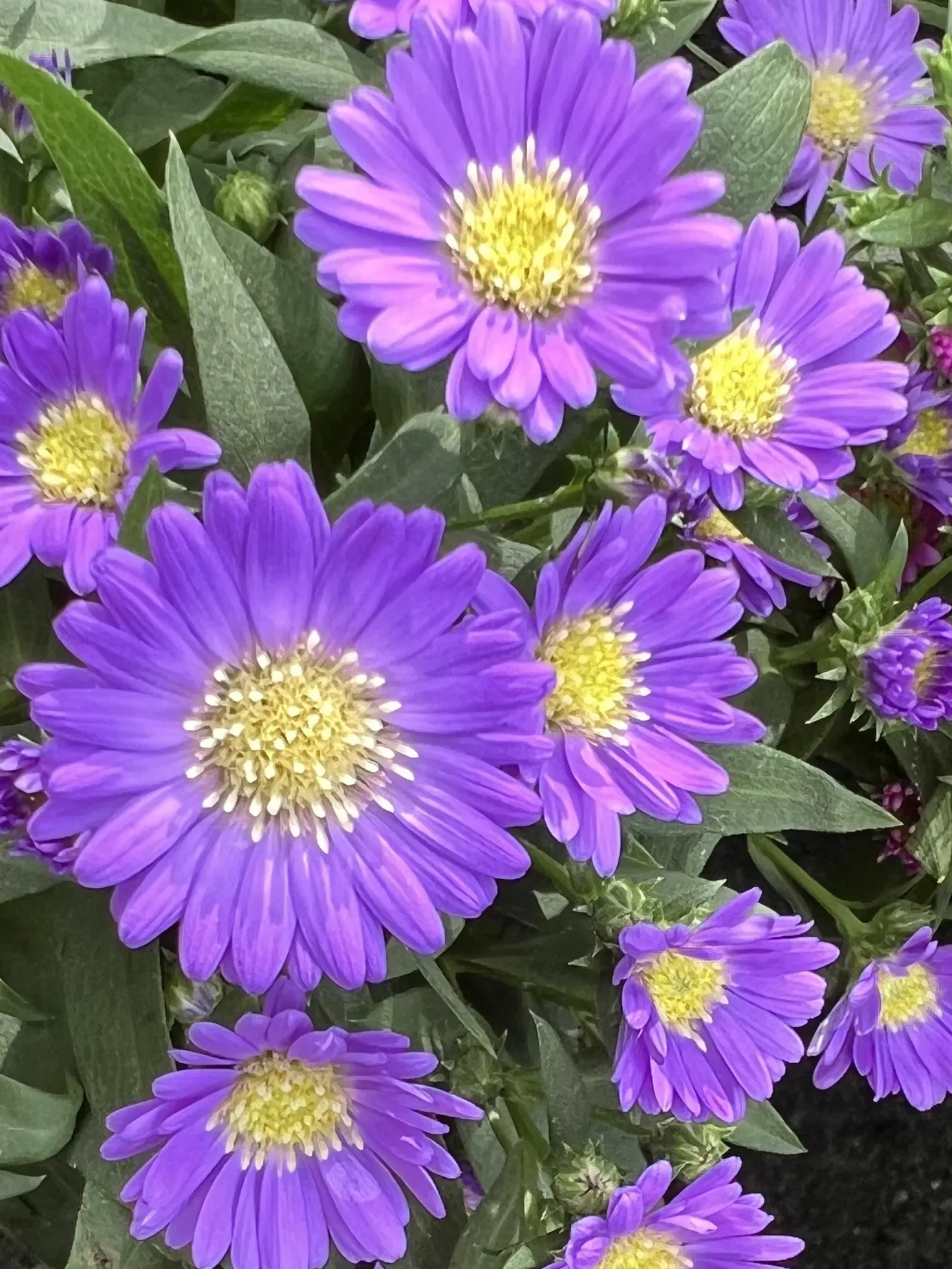 Fiori viola a margherita con il centro giallo, fitti sulla pianta