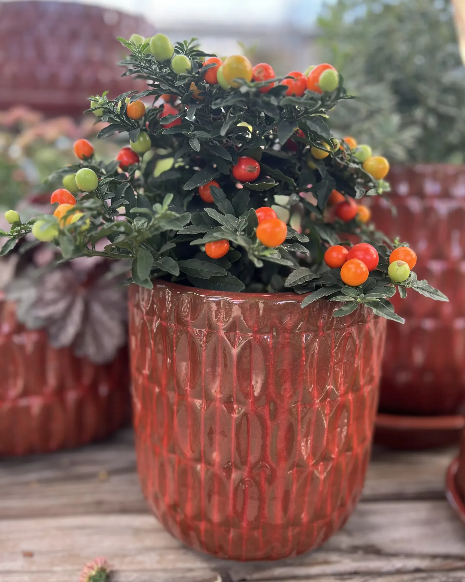Pianta carica di bacche arancio e verdi in un vaso di ceramica rossa lavorata a rilievo, su un piano di legno