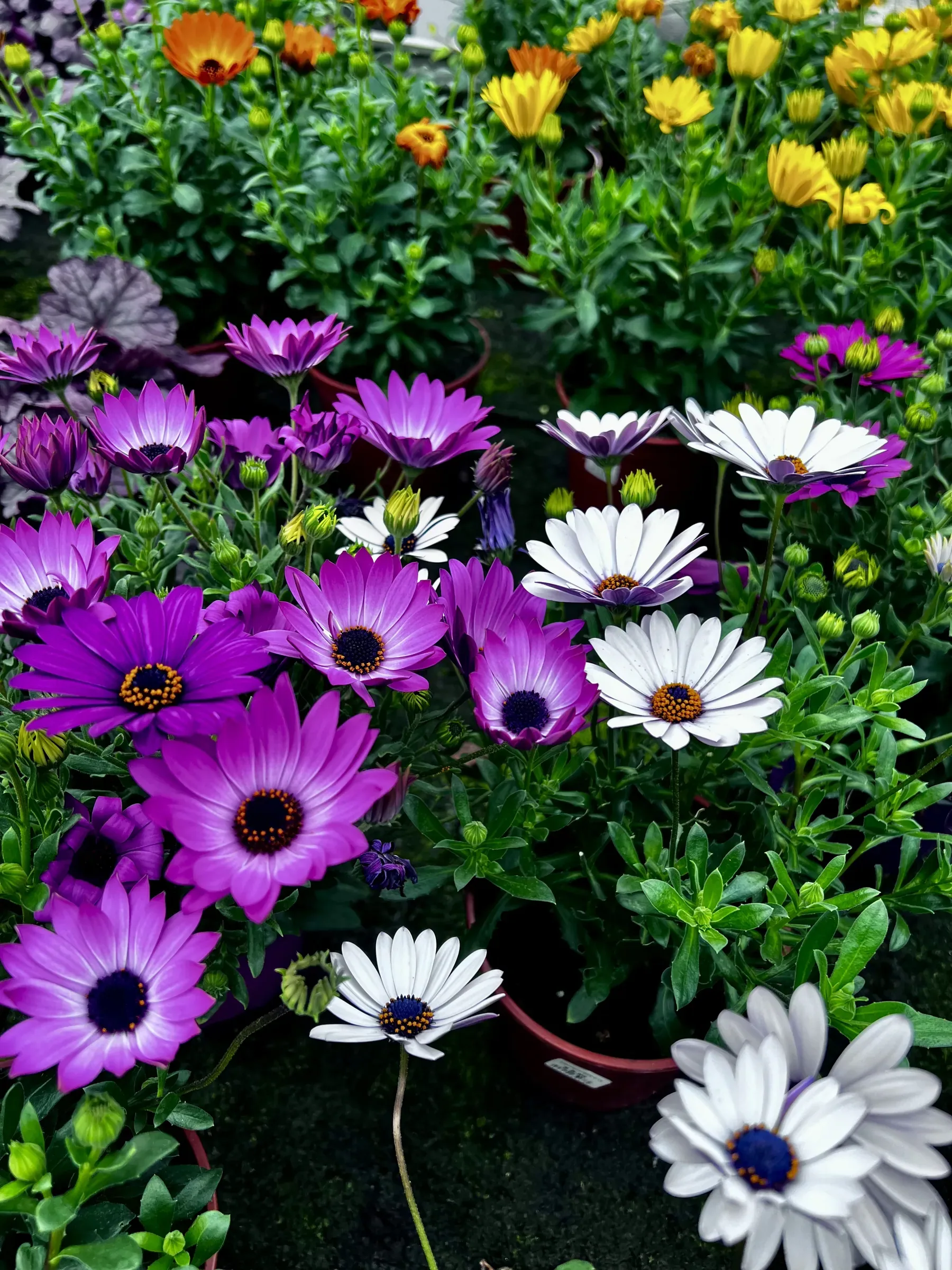 Banco di margherite viola e bianche a centro scuro, con fiori gialli e arancio sul fondo