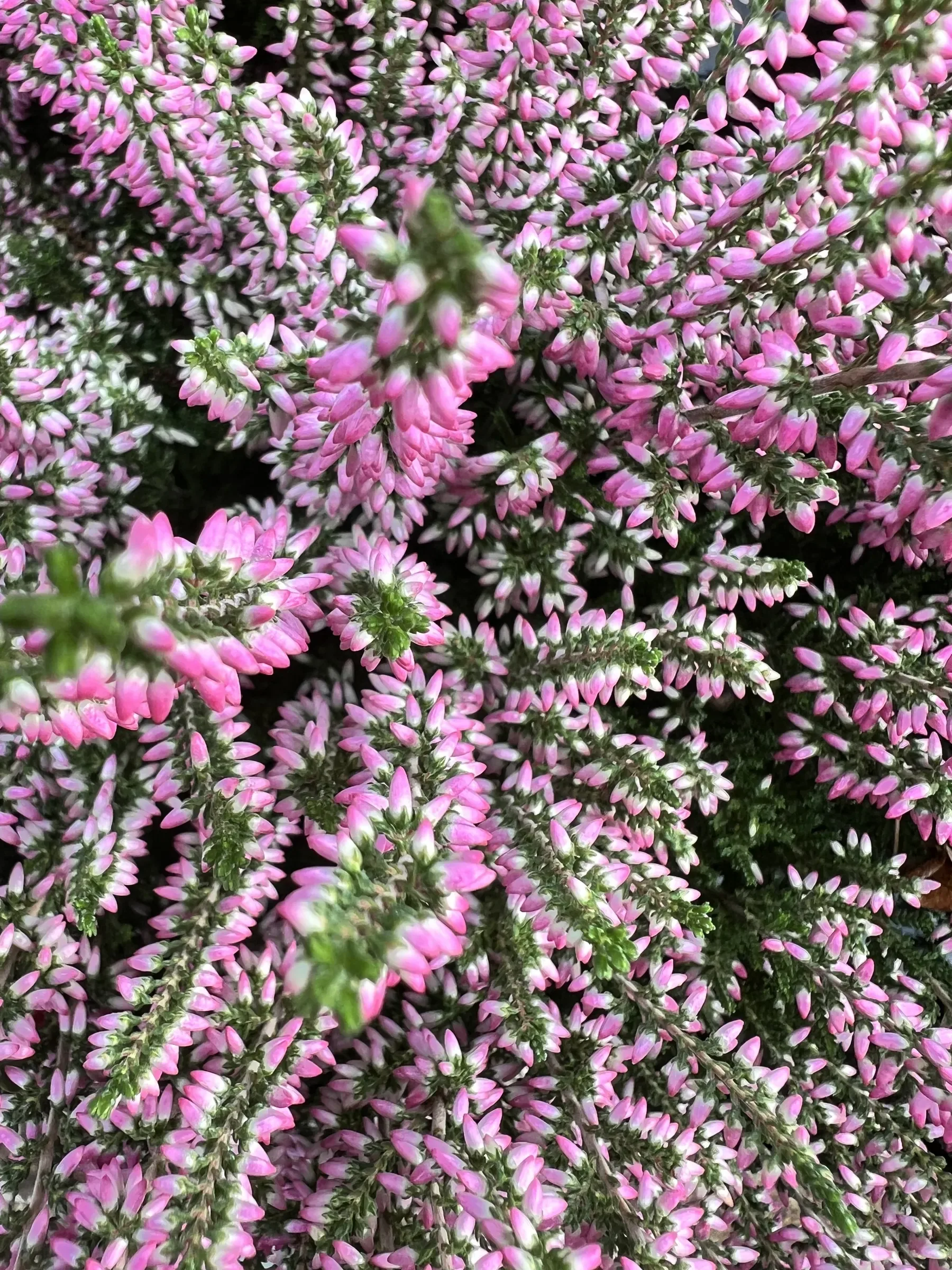 Calluna fitta di piccoli fiori rosa e bianchi, vista dall'alto
