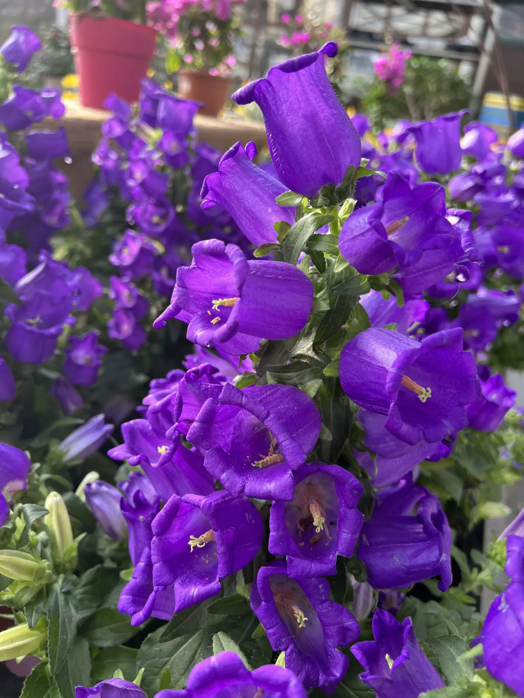 Fiori a campana viola, fitti, nei vasi sul banco