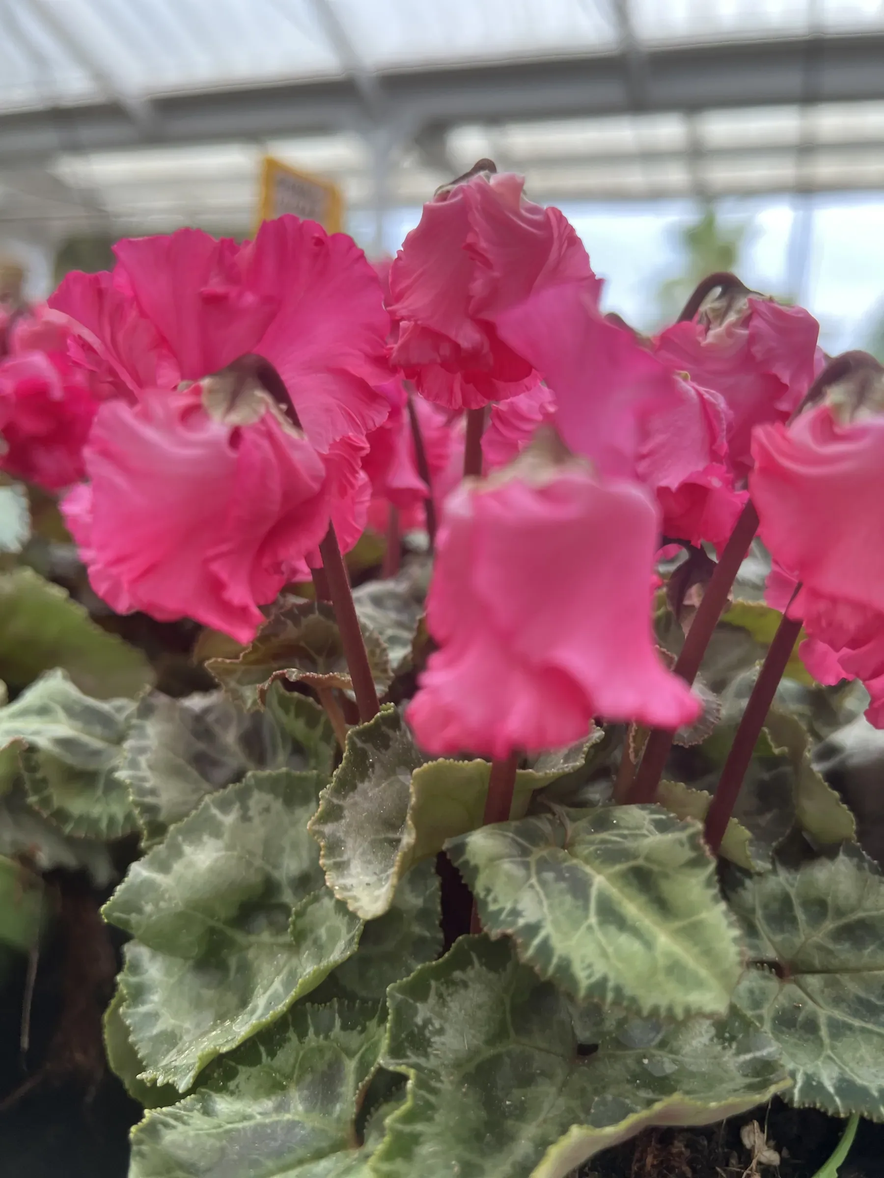 Ciclamini fucsia dai petali arricciati, sotto la copertura della serra