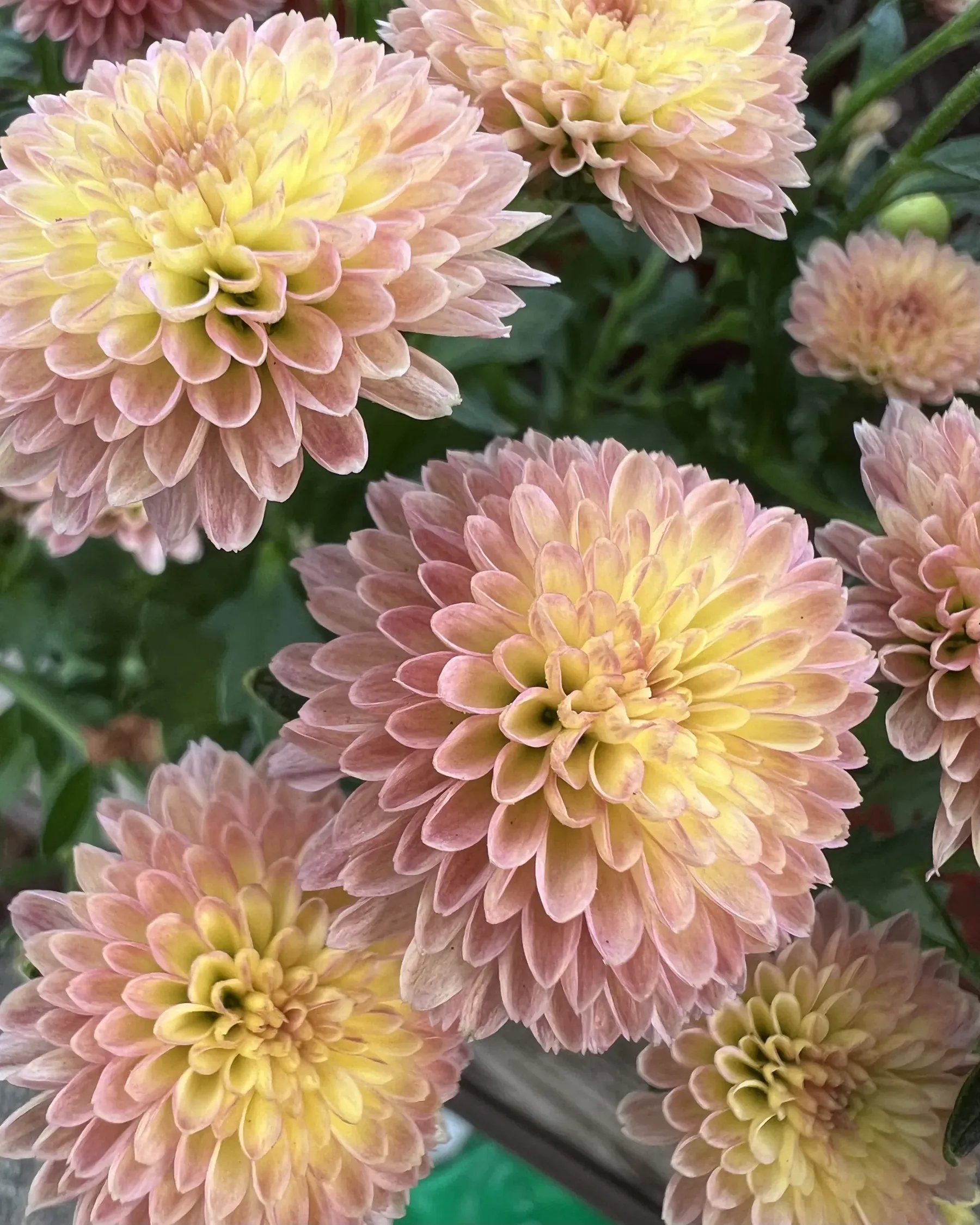 Crisantemi a fiore pieno rosa pesca con il centro giallo chiaro