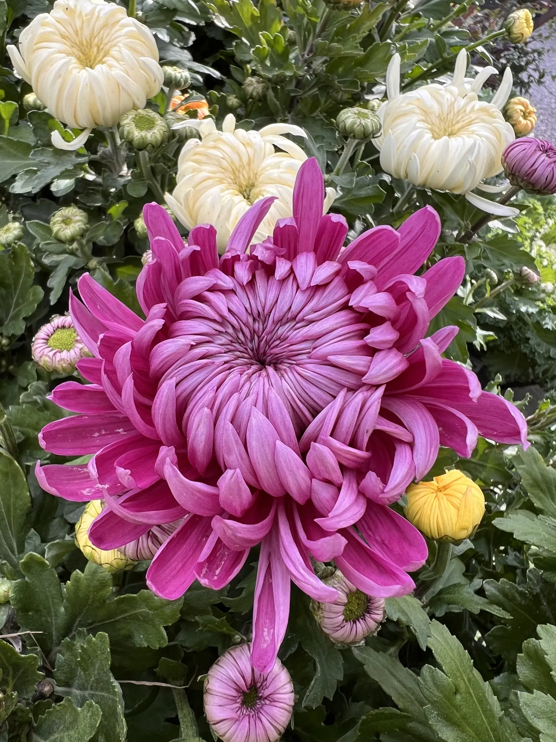 Crisantemo fucsia dai petali lunghi e ricurvi, con fiori bianchi e gialli attorno