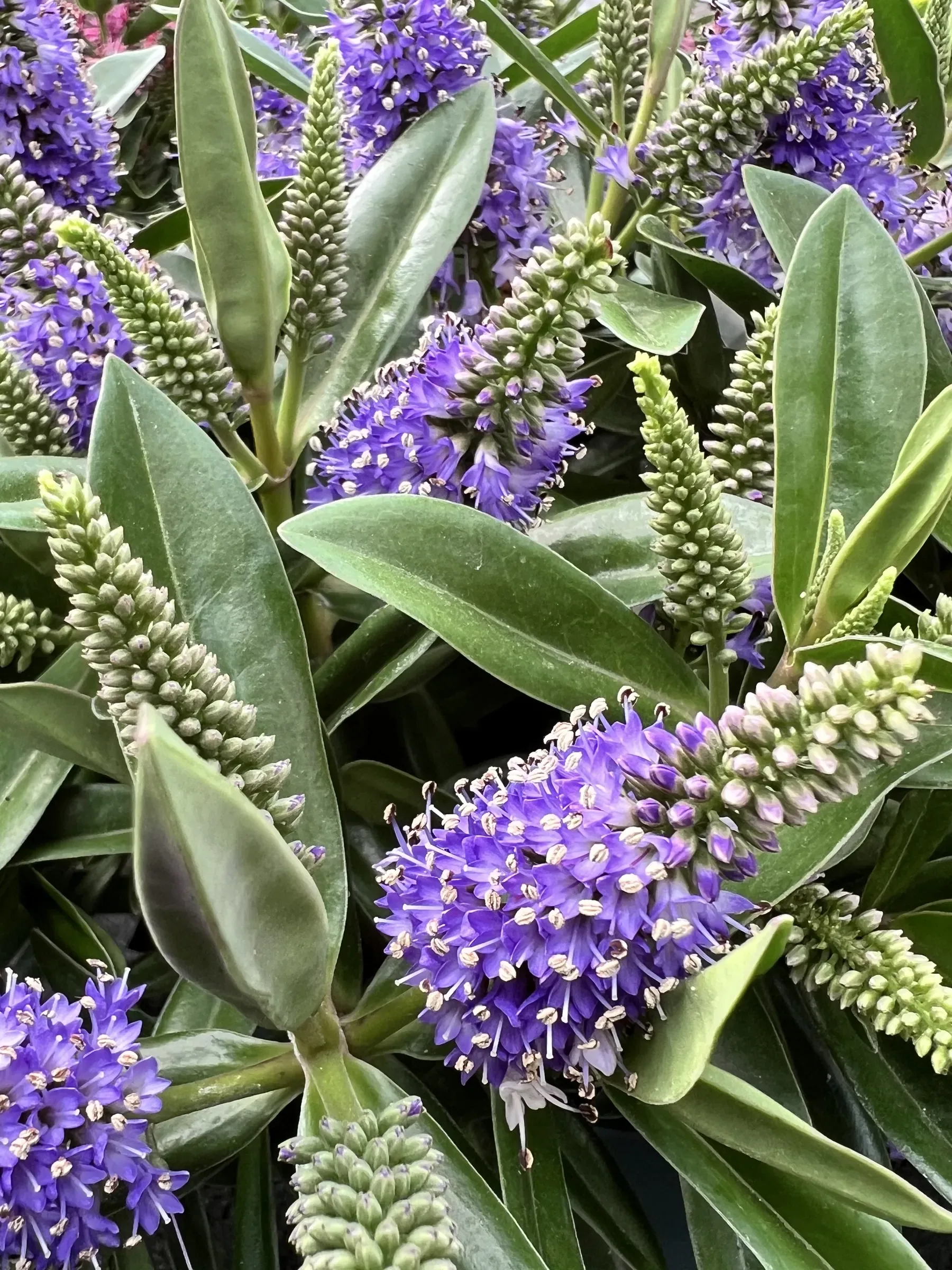 Spighe di fiori viola di hebe fra le foglie lunghe e lucide