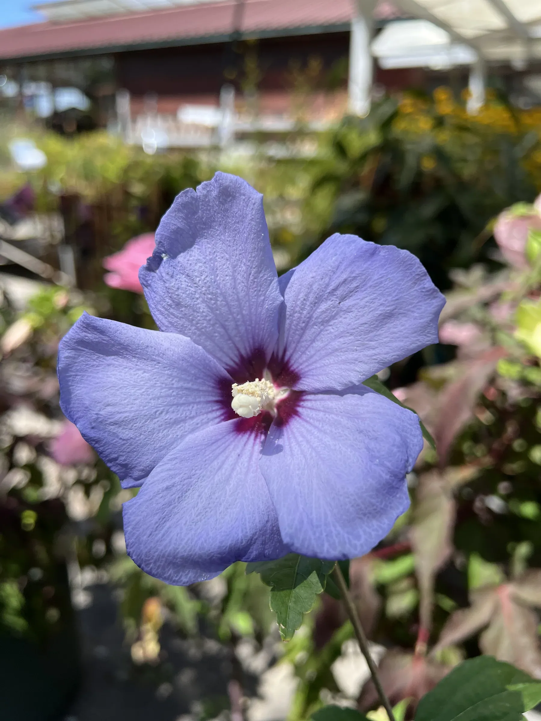 Fiore di ibisco azzurro lilla con il centro rosso scuro, fra le foglie, con i banchi del vivaio sfocati dietro