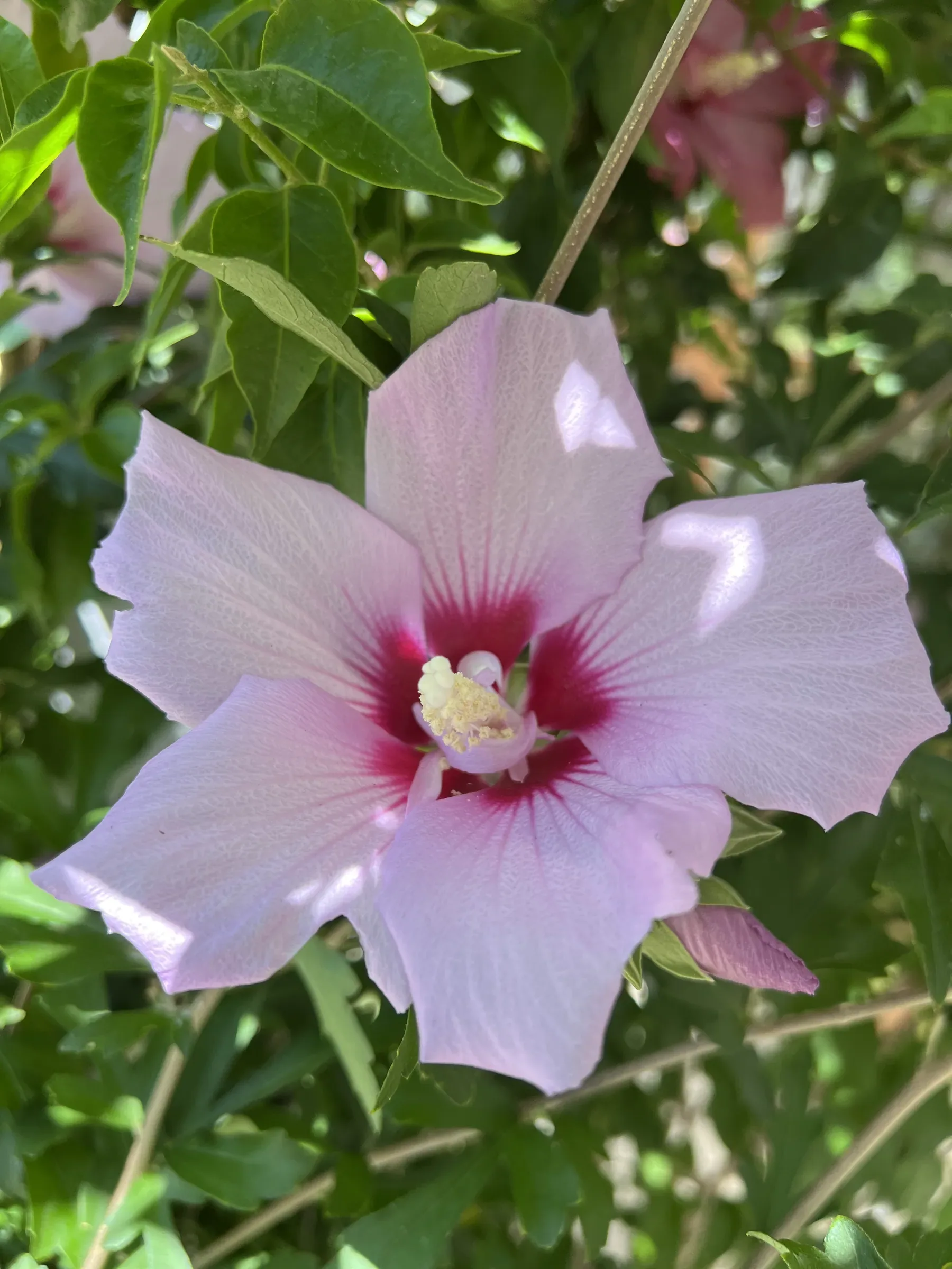 Fiore di ibisco rosa chiaro con il centro rosso, fra le foglie verdi