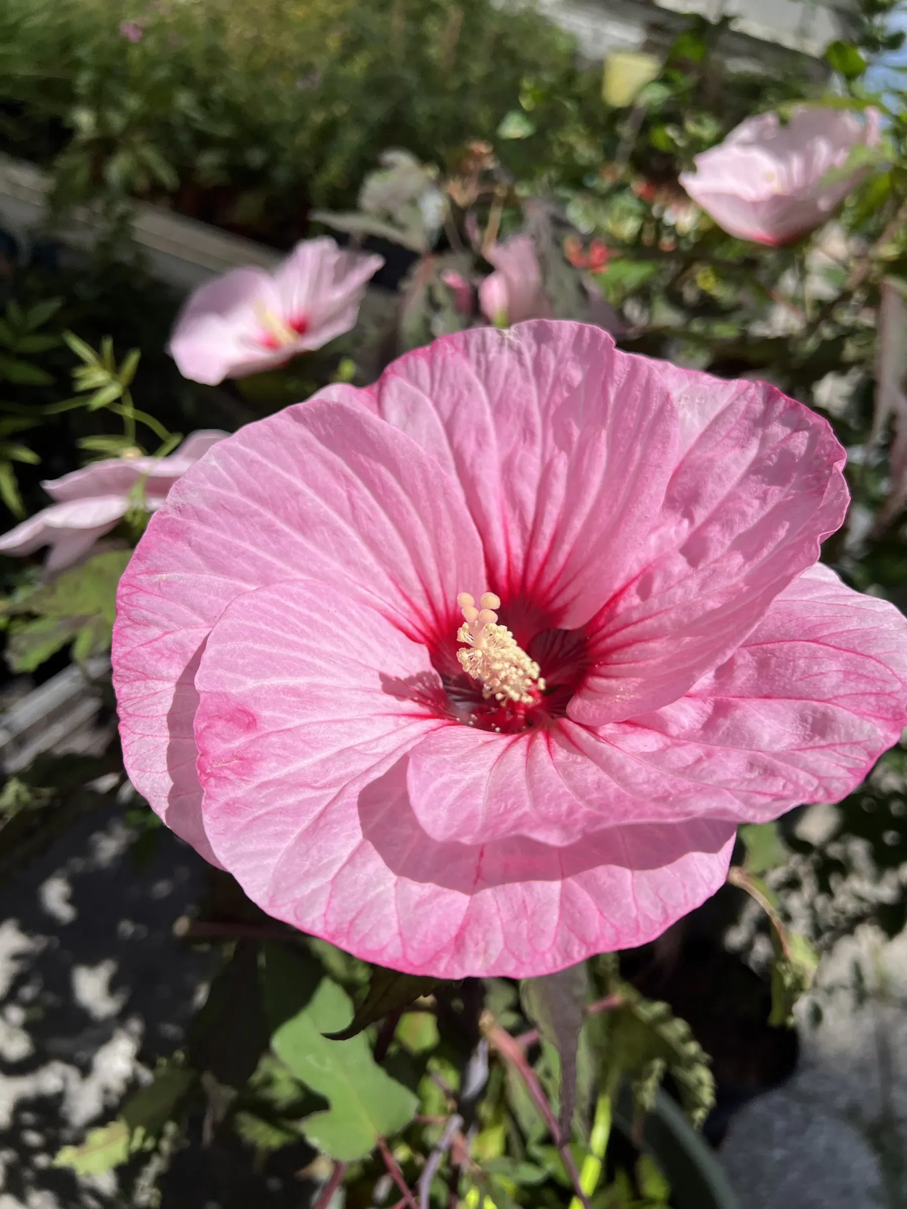 Grande fiore di ibisco rosa con il centro rosso scuro, con altri fiori rosa fra le piante del vivaio