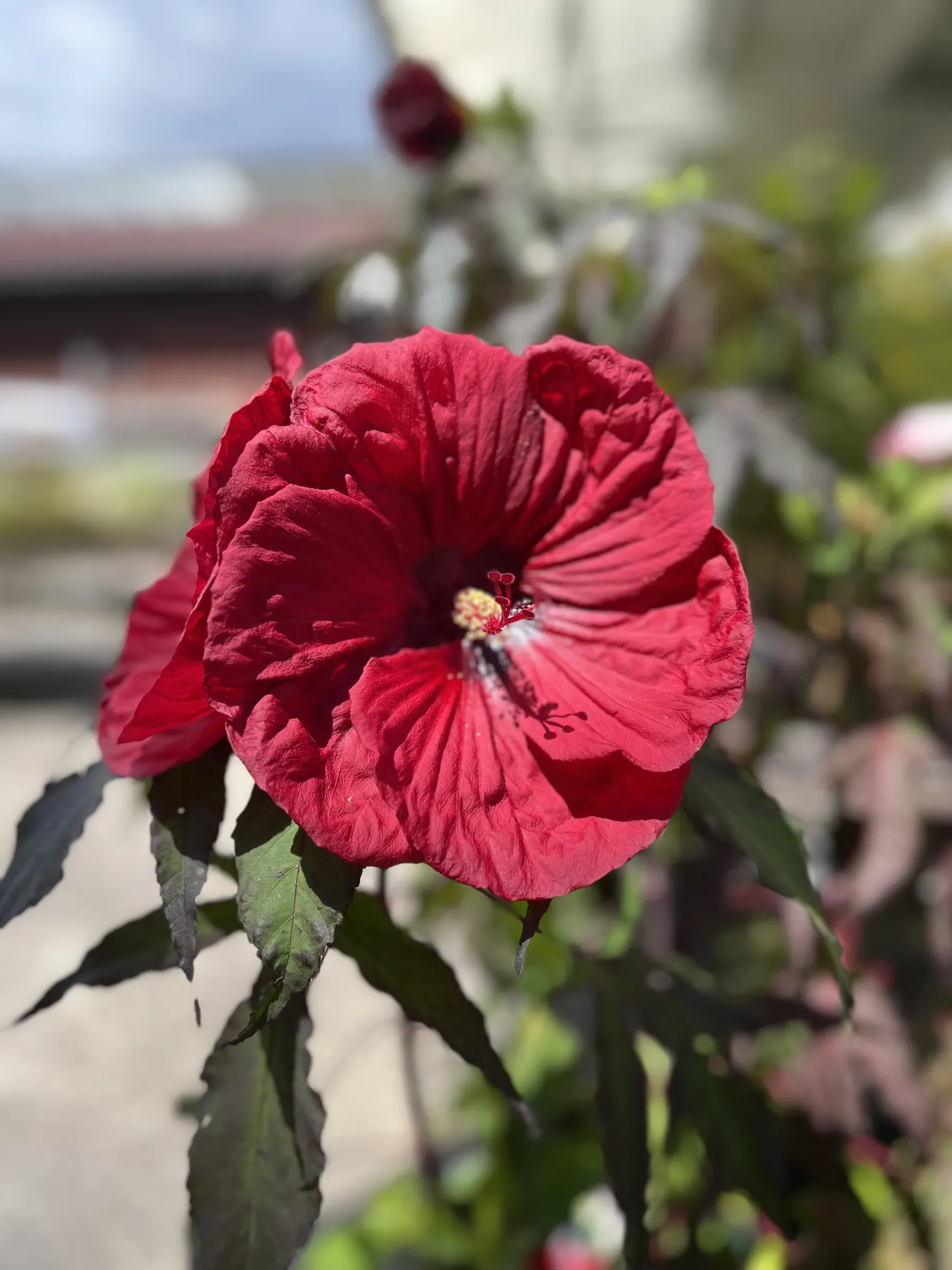 Grande fiore di ibisco rosso scuro fra le foglie color bronzo