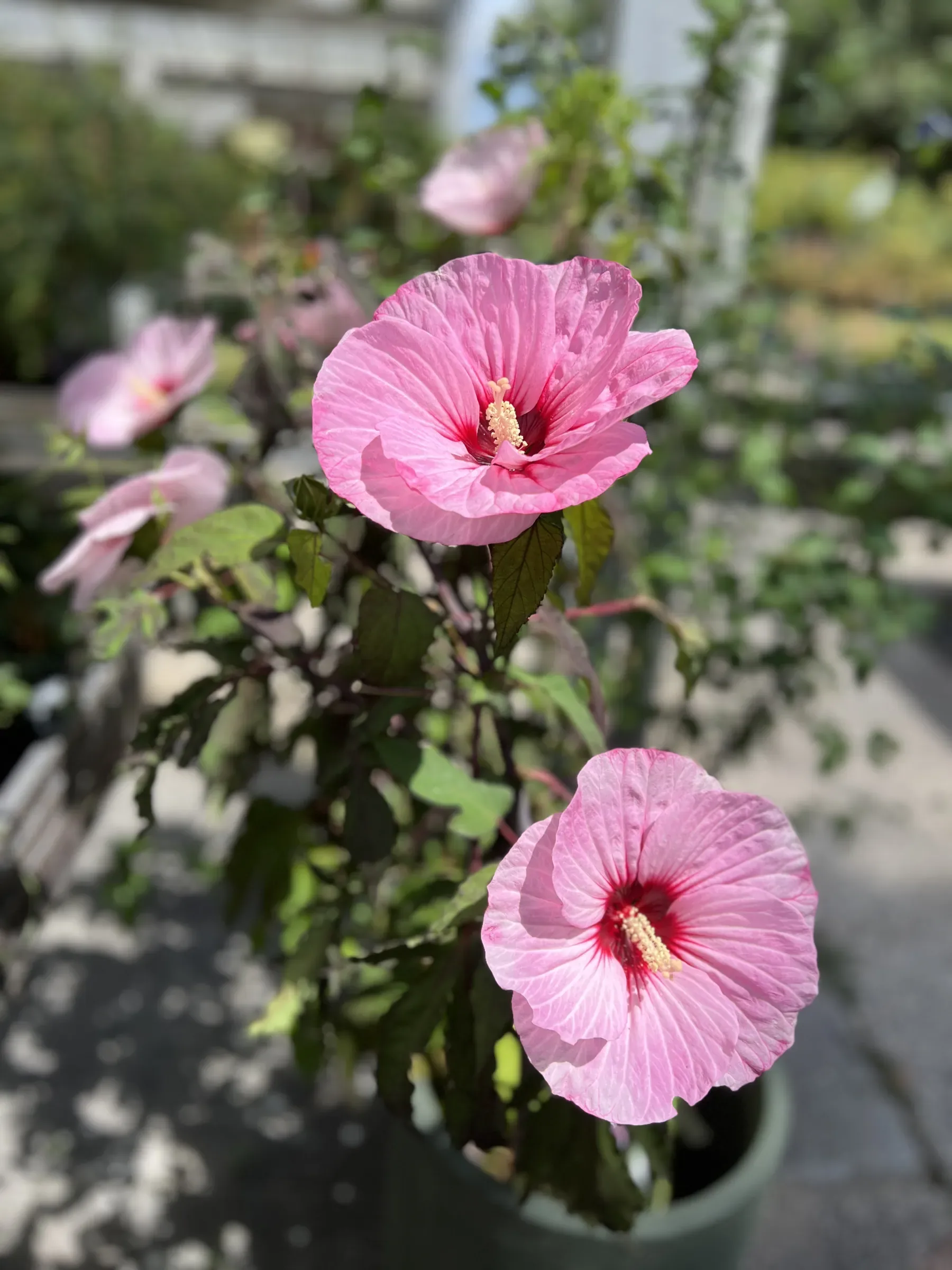 Pianta di ibisco in vaso con due grandi fiori rosa aperti e altri boccioli