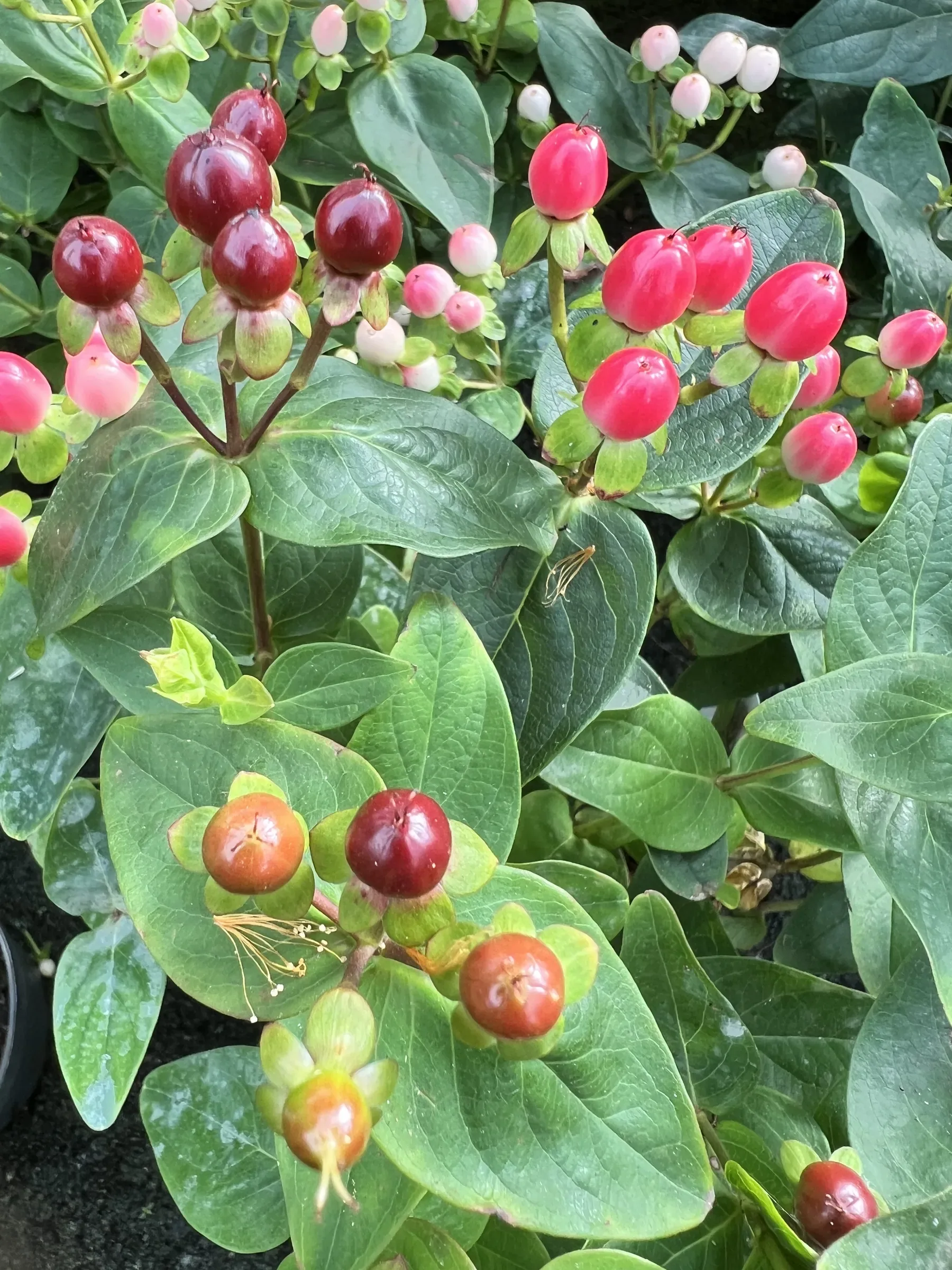 Arbusto con bacche rosse e rosate fra le foglie ovali