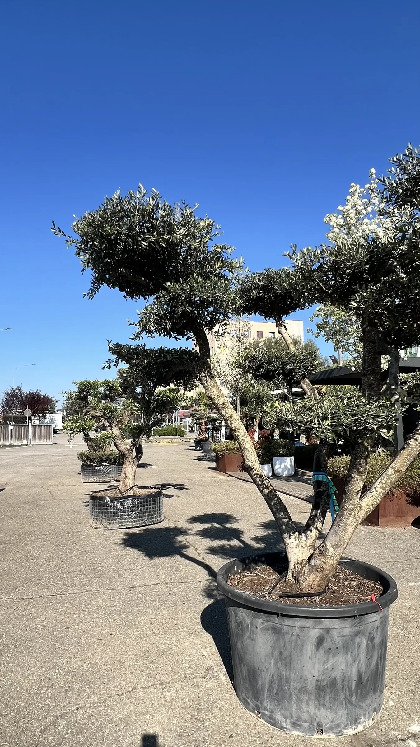 Olivo potato a nuvole in vaso in primo piano, e una fila di altri alberi in vaso lungo il piazzale