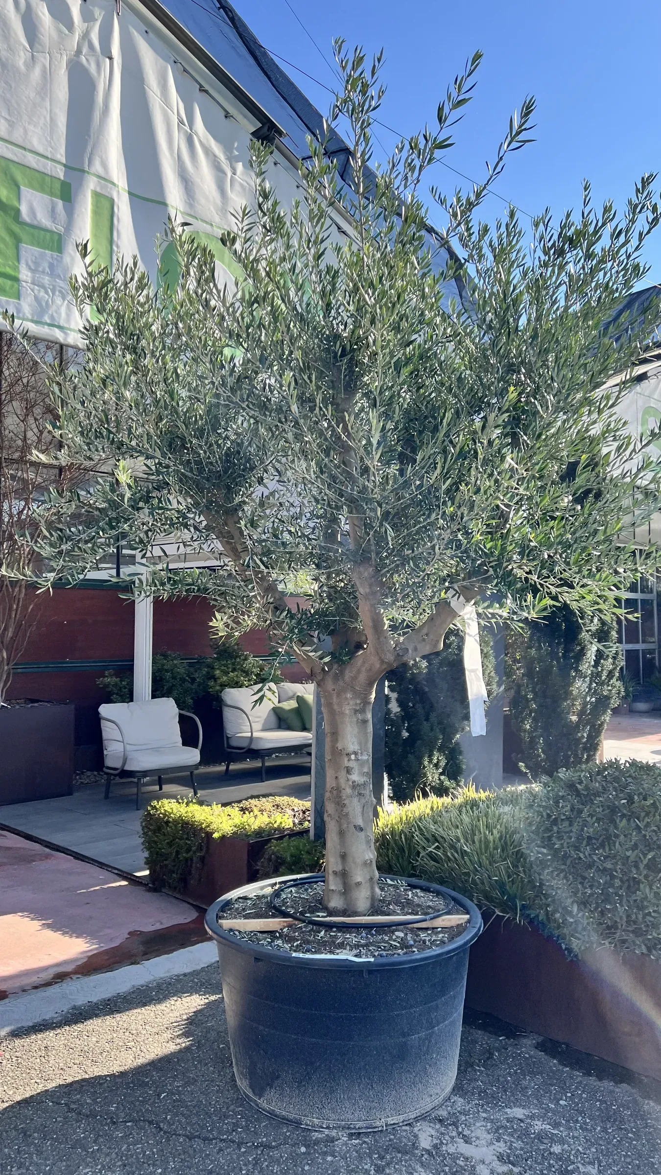 Olivo in un grande vaso nero davanti alla tensostruttura del garden, con due poltrone bianche da esterno sullo sfondo