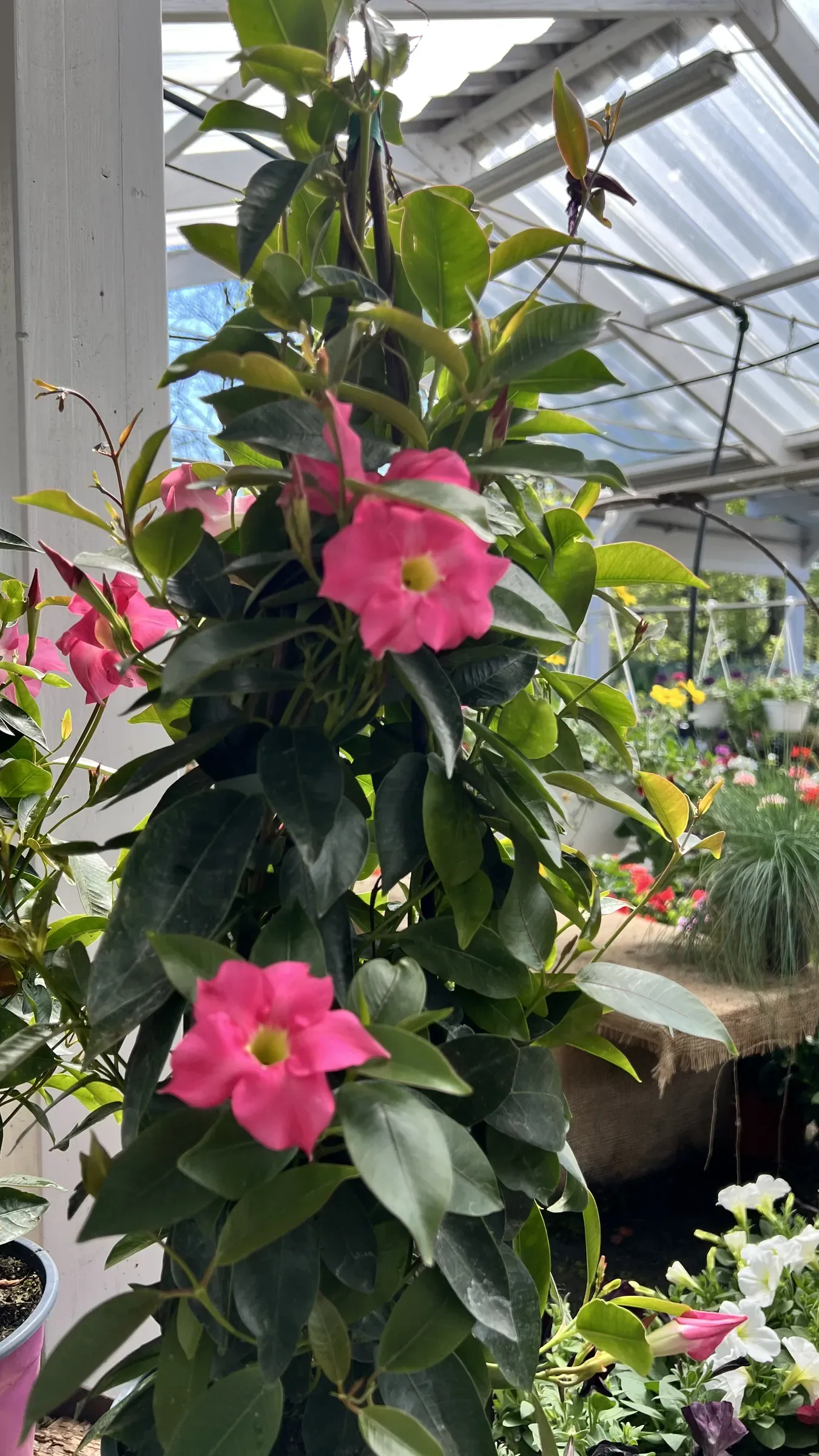 Rampicante dai fiori rosa a imbuto avvolta a un sostegno, sotto la copertura della serra