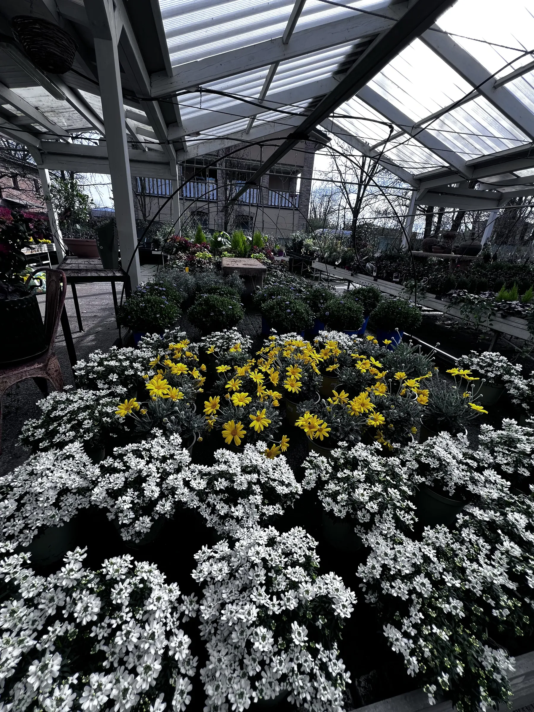 Banchi della serra con cuscini di fiori bianchi e fiori gialli in primo piano, sotto la copertura