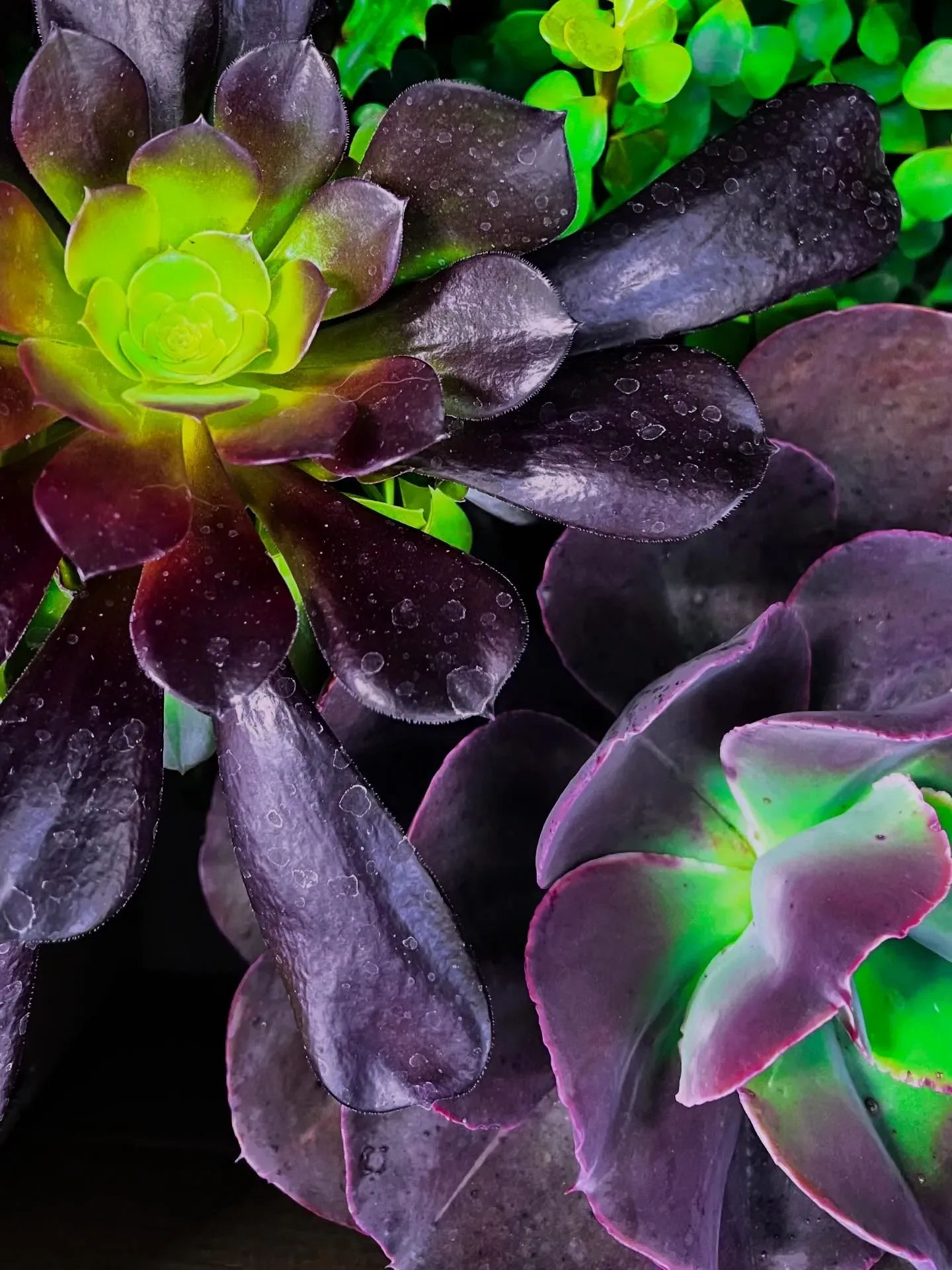 Rosette di una succulenta dalle foglie viola scuro con il centro verde acceso, coperte di gocce d'acqua
