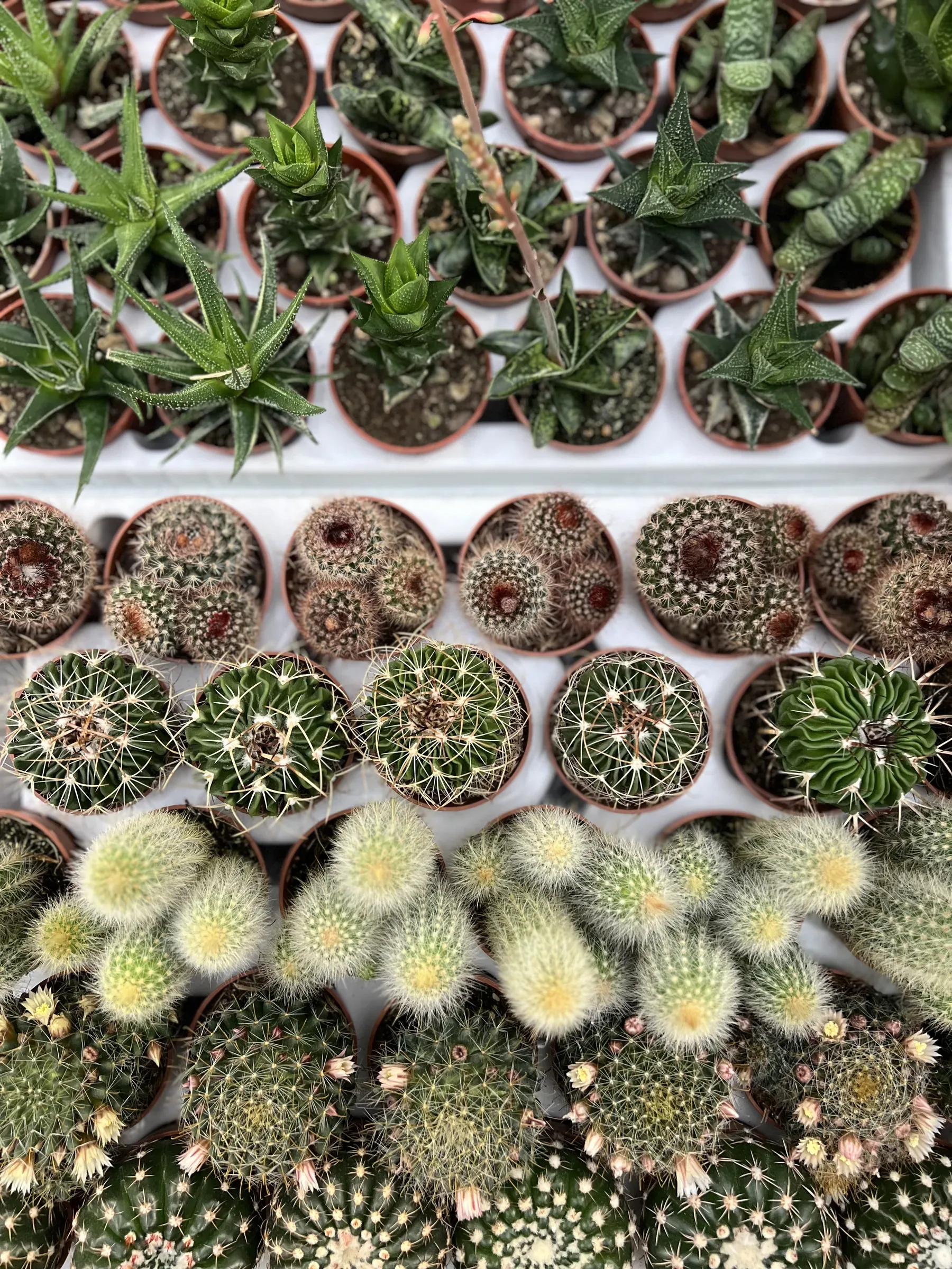File di cactus e succulente in vasetti di terracotta, viste dall'alto sul banco
