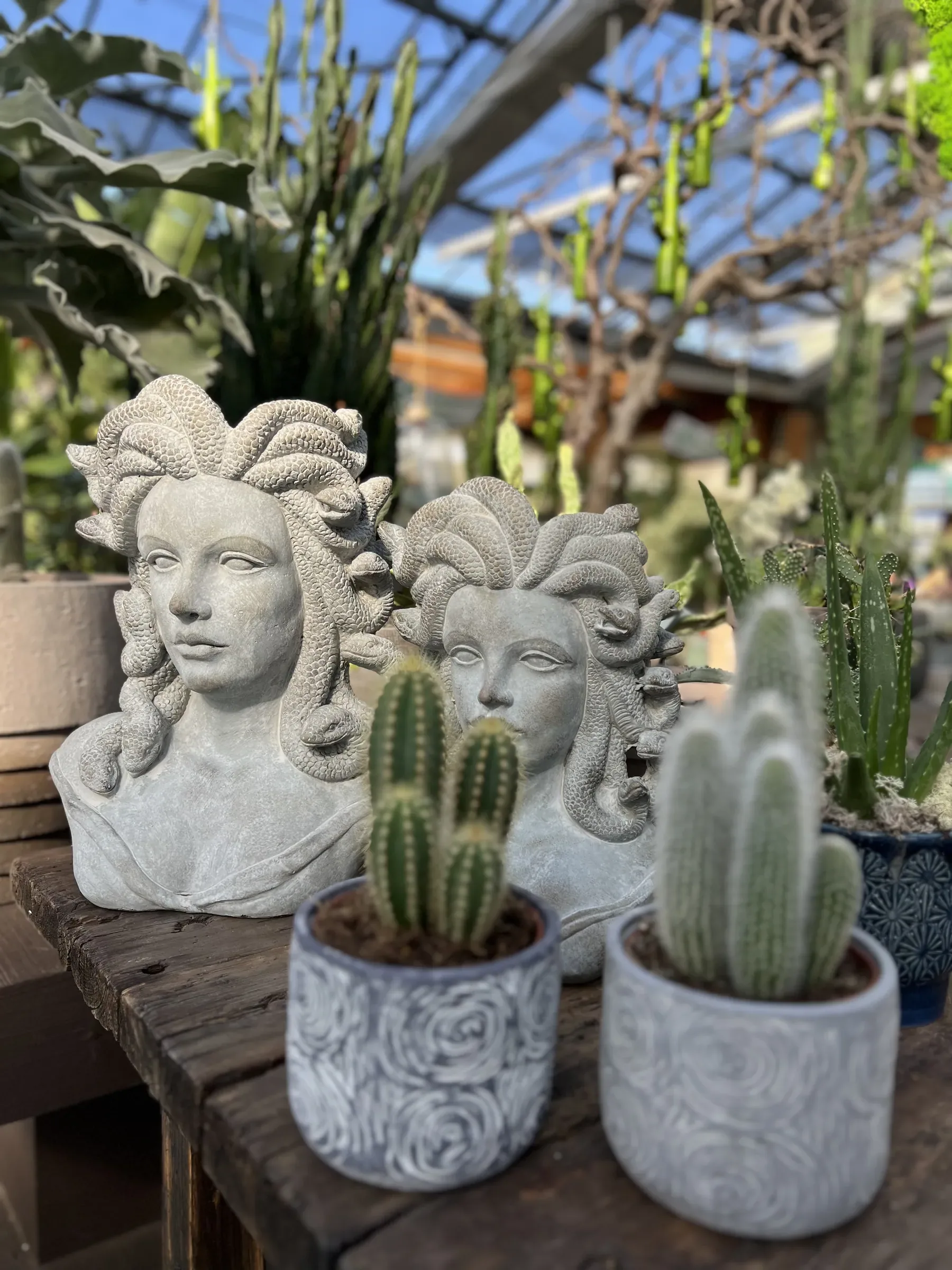 Due cactus in vasi di cemento decorati davanti a due busti di donna in pietra, su un tavolo di legno nella serra