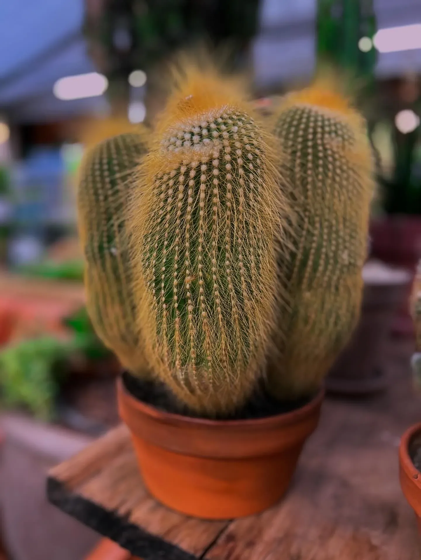 Cactus a colonne coperto di spine dorate in un vaso di terracotta, su un'asse di legno