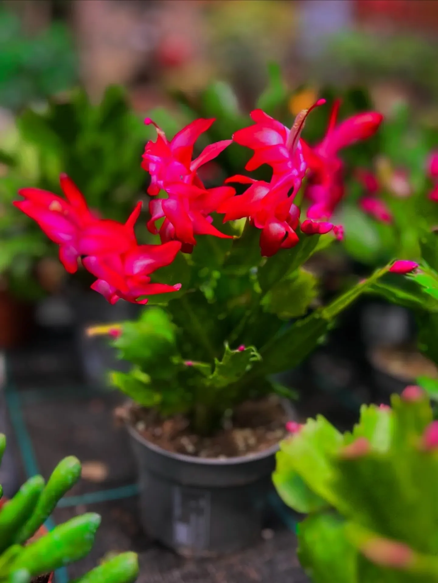 Cactus di Natale con i fiori fucsia in un vasetto grigio, fra altre piante grasse