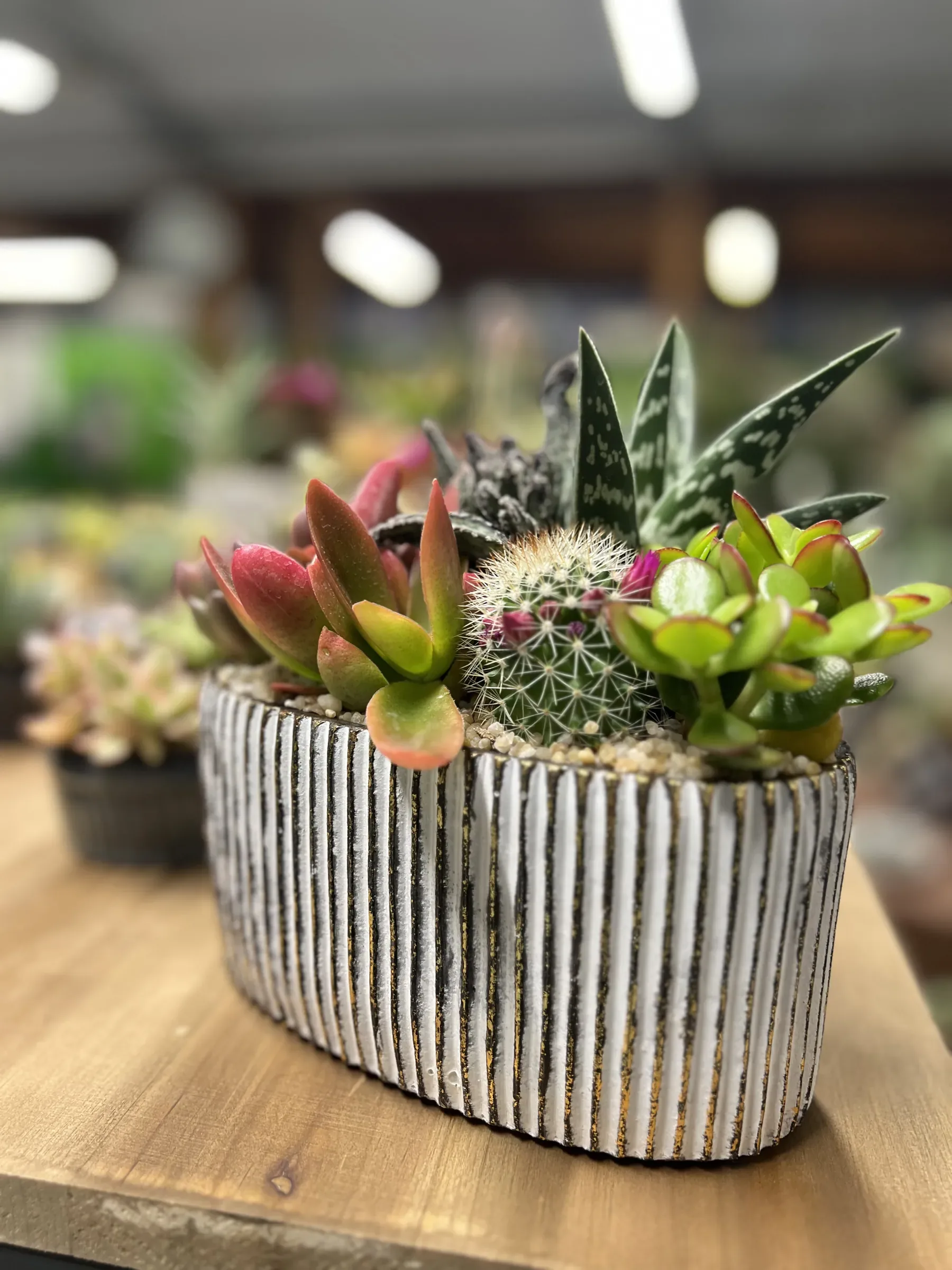 Composizione di succulente e un cactus in una fioriera ovale a righe bianche e nere, su un tavolo di legno