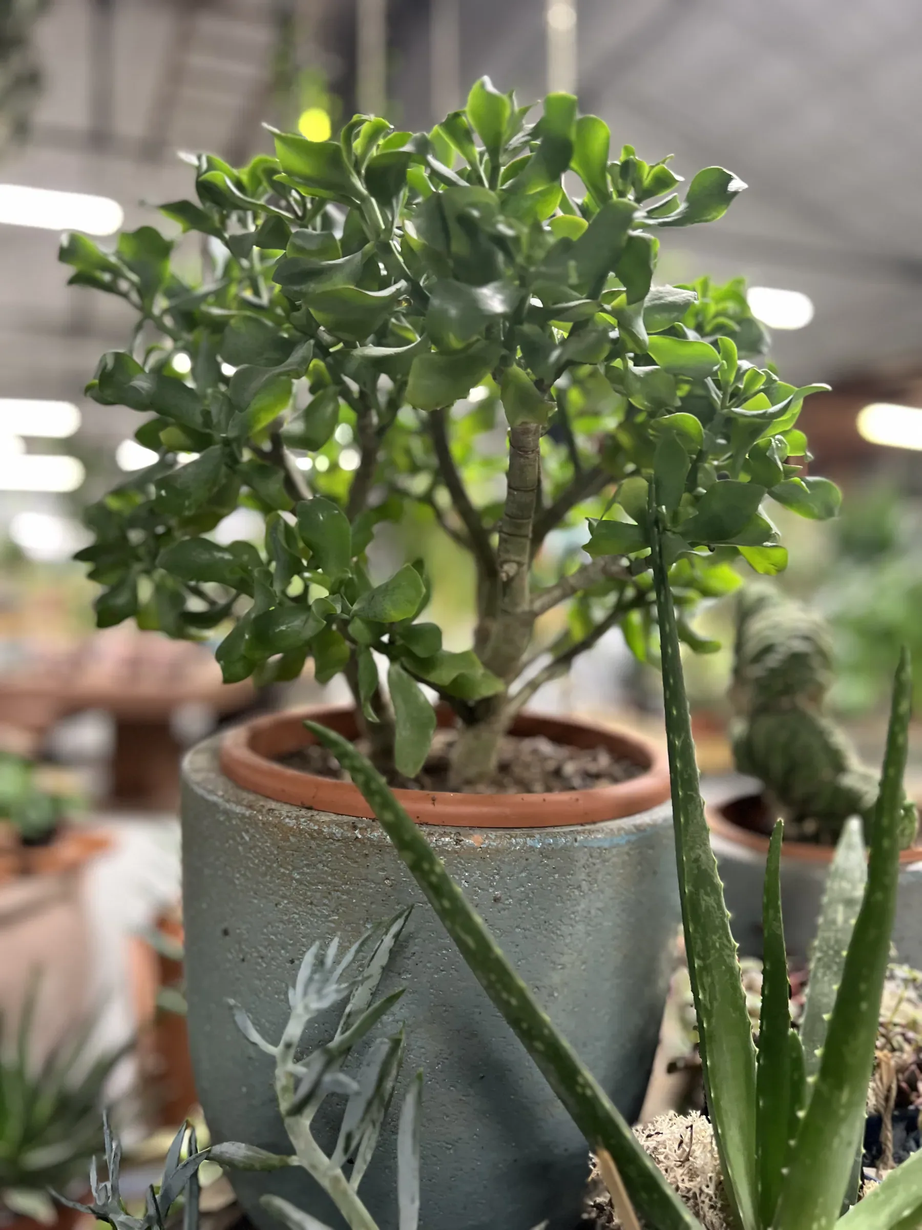 Succulenta ad alberello in un vaso di cemento, con le foglie appuntite e maculate di un'altra pianta grassa in primo piano