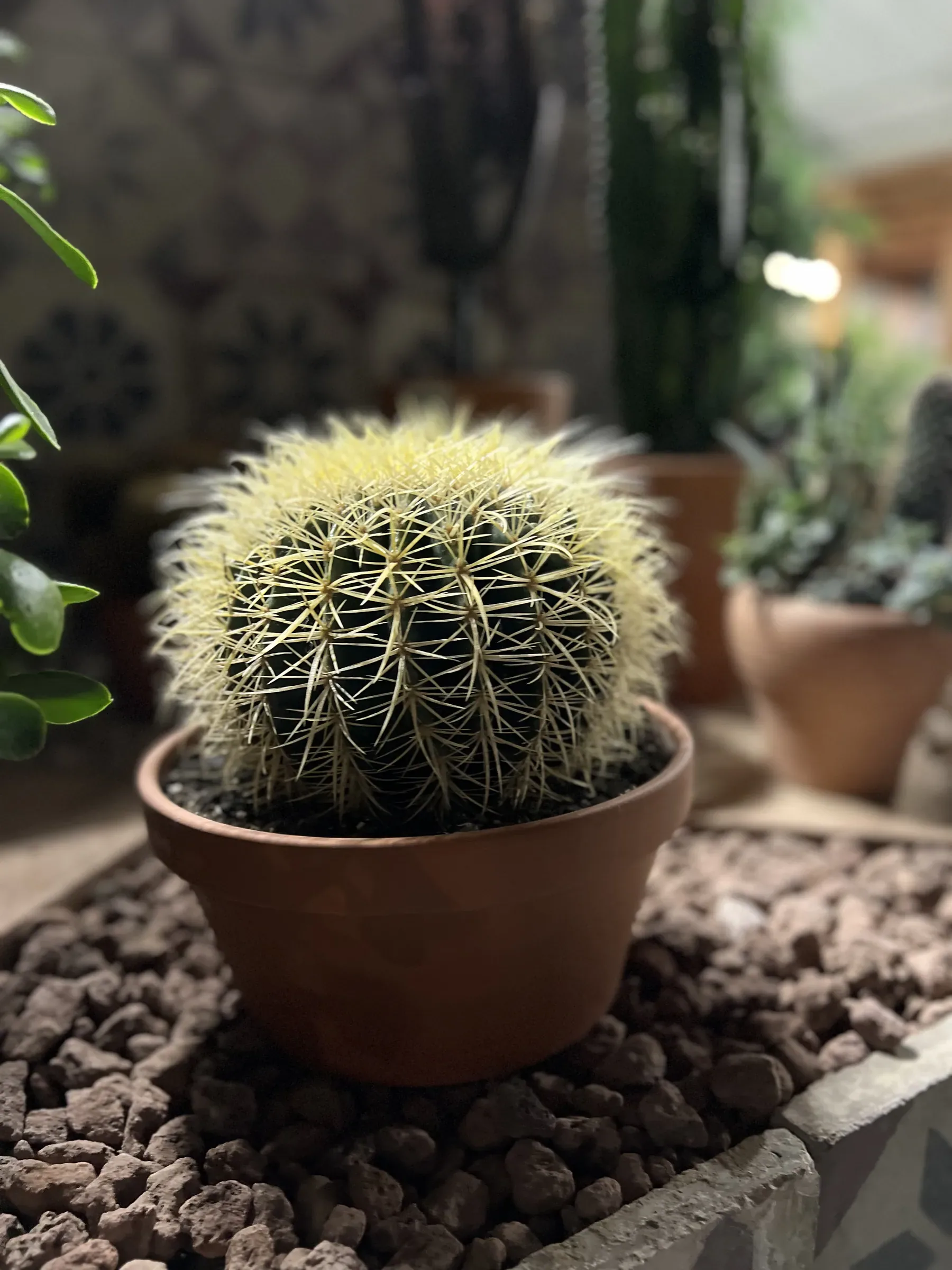 Cactus tondo dalle spine gialle in un vaso di terracotta, su un letto di lapillo