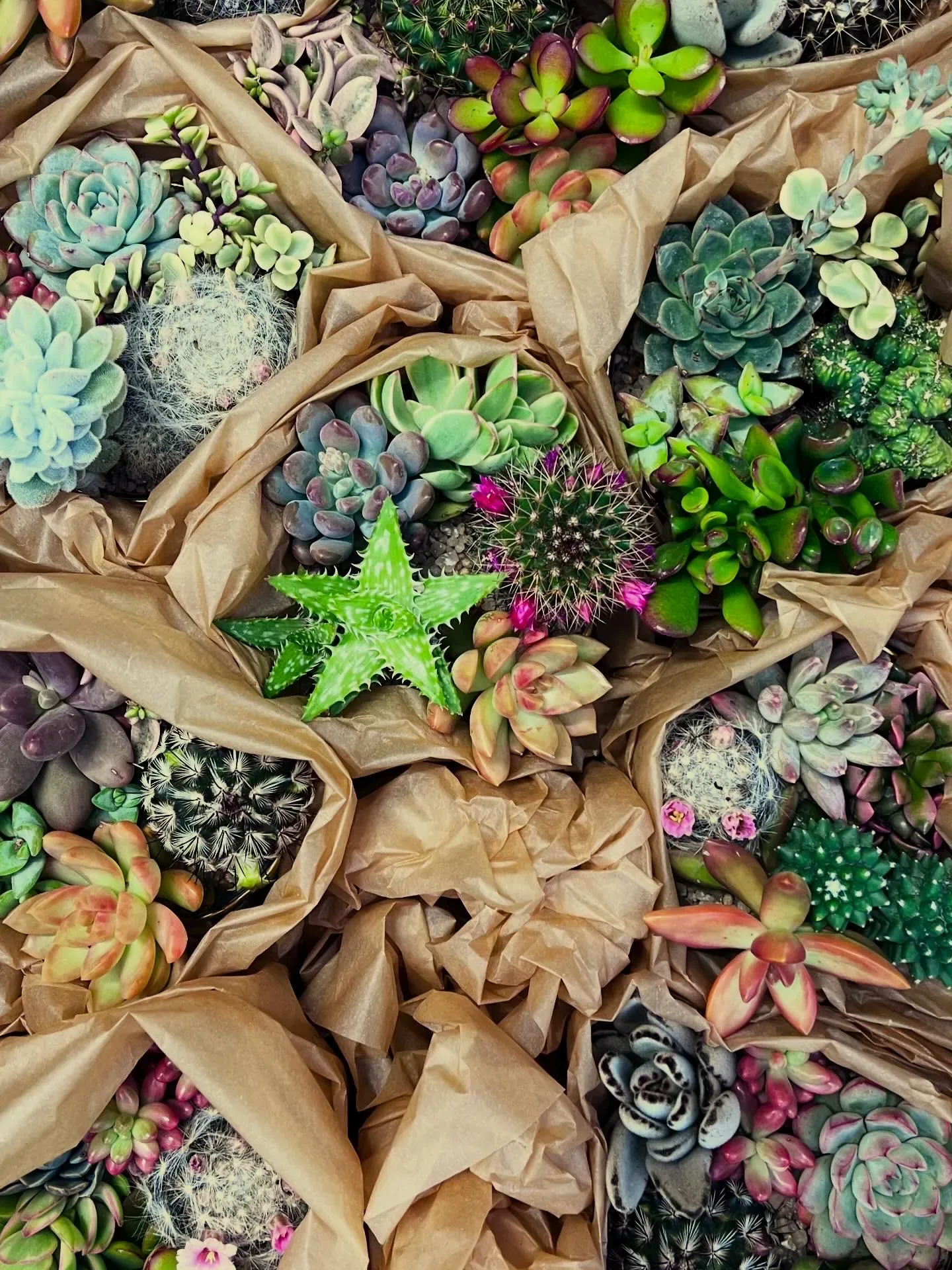 Piante grasse e cactus in vasetto avvolti nella carta da pacchi, visti dall'alto
