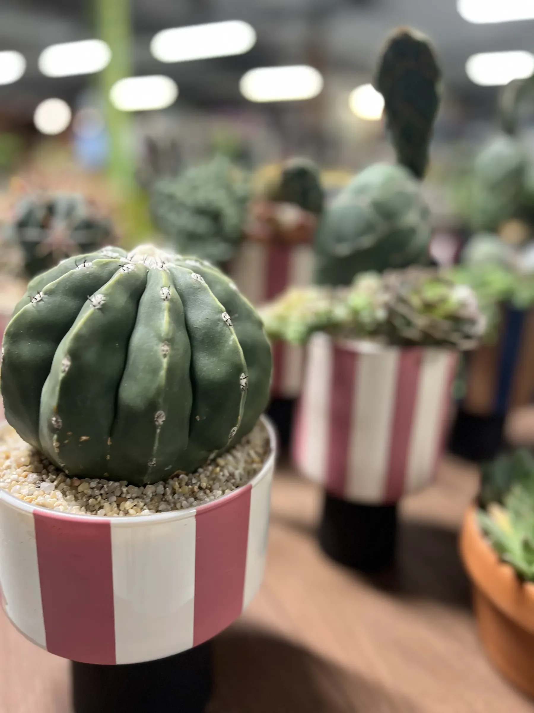 Cactus tondo a costole in un vaso a righe rosa e bianche, sul banco delle piante grasse