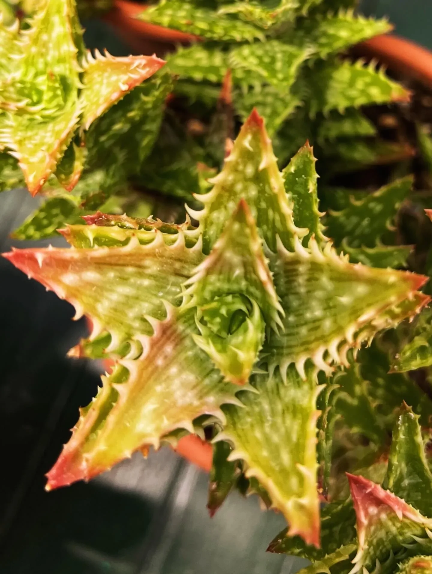 Succulenta a stella dalle foglie dentate verdi e rosse, vista da vicino