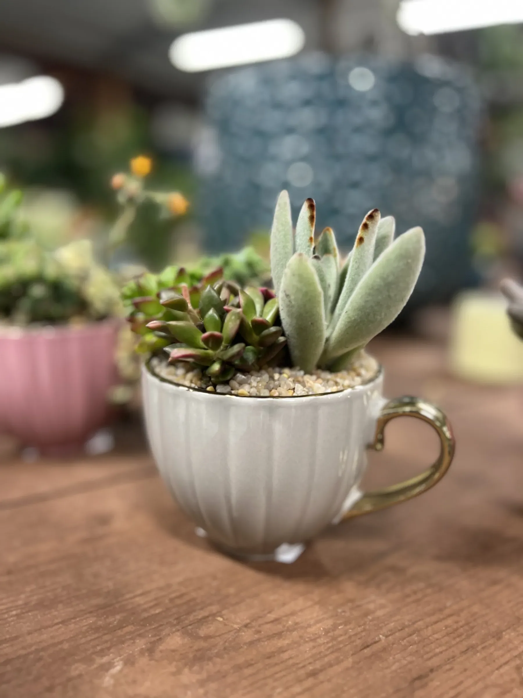 Succulente in una tazza di ceramica bianca con il manico dorato, su un tavolo di legno