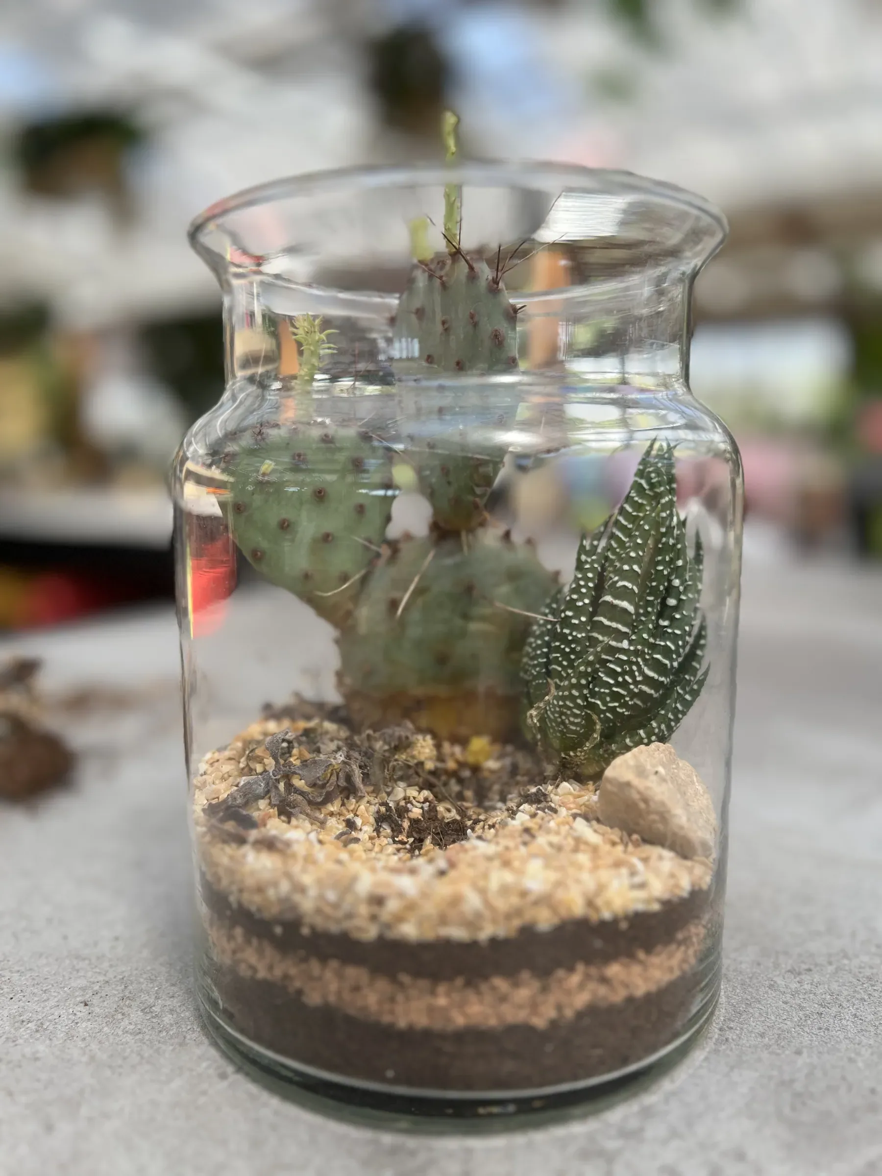 Terrario in un vaso di vetro con un fico d'India, una succulenta a righe bianche e strati di sabbia e ghiaia