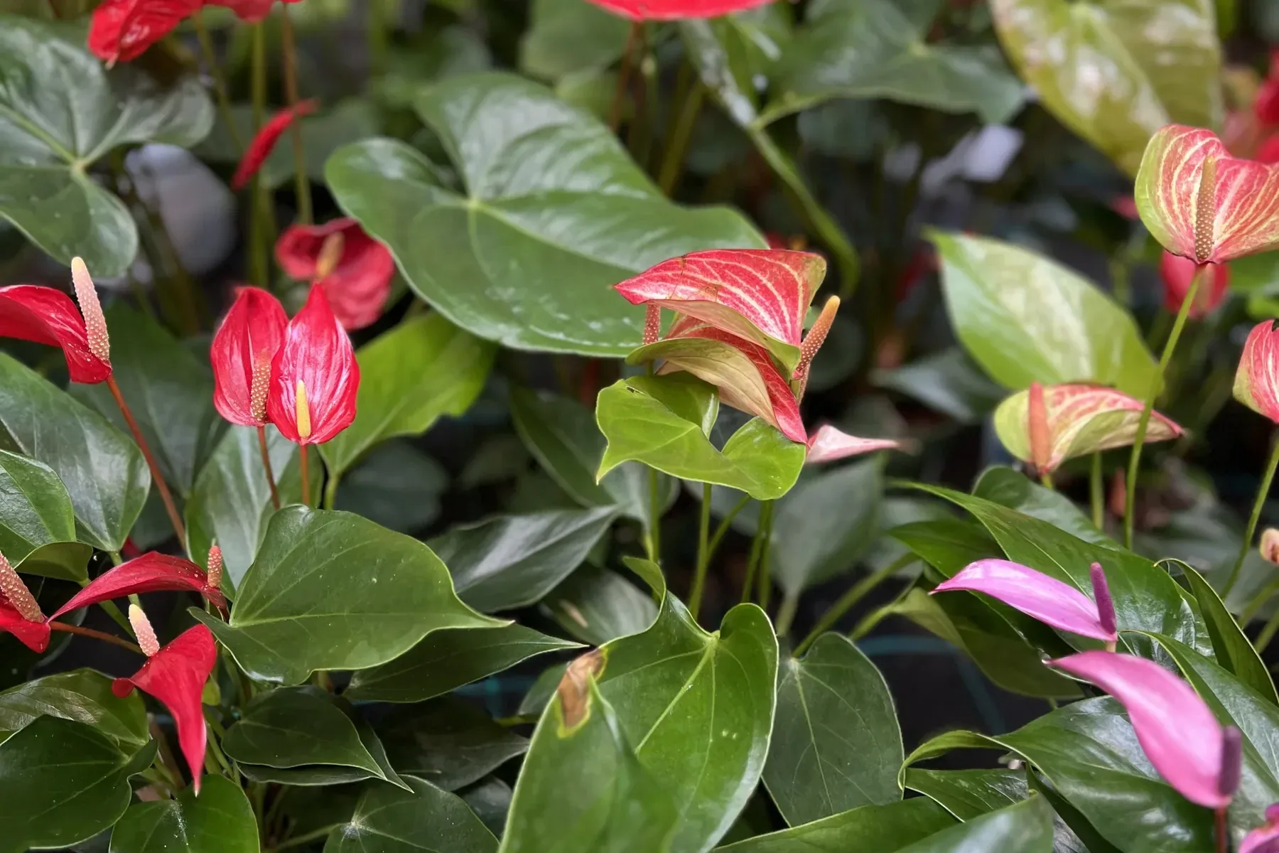 Anthurium dai fiori rossi e rosa fra le foglie lucide a cuore, sul banco della serra