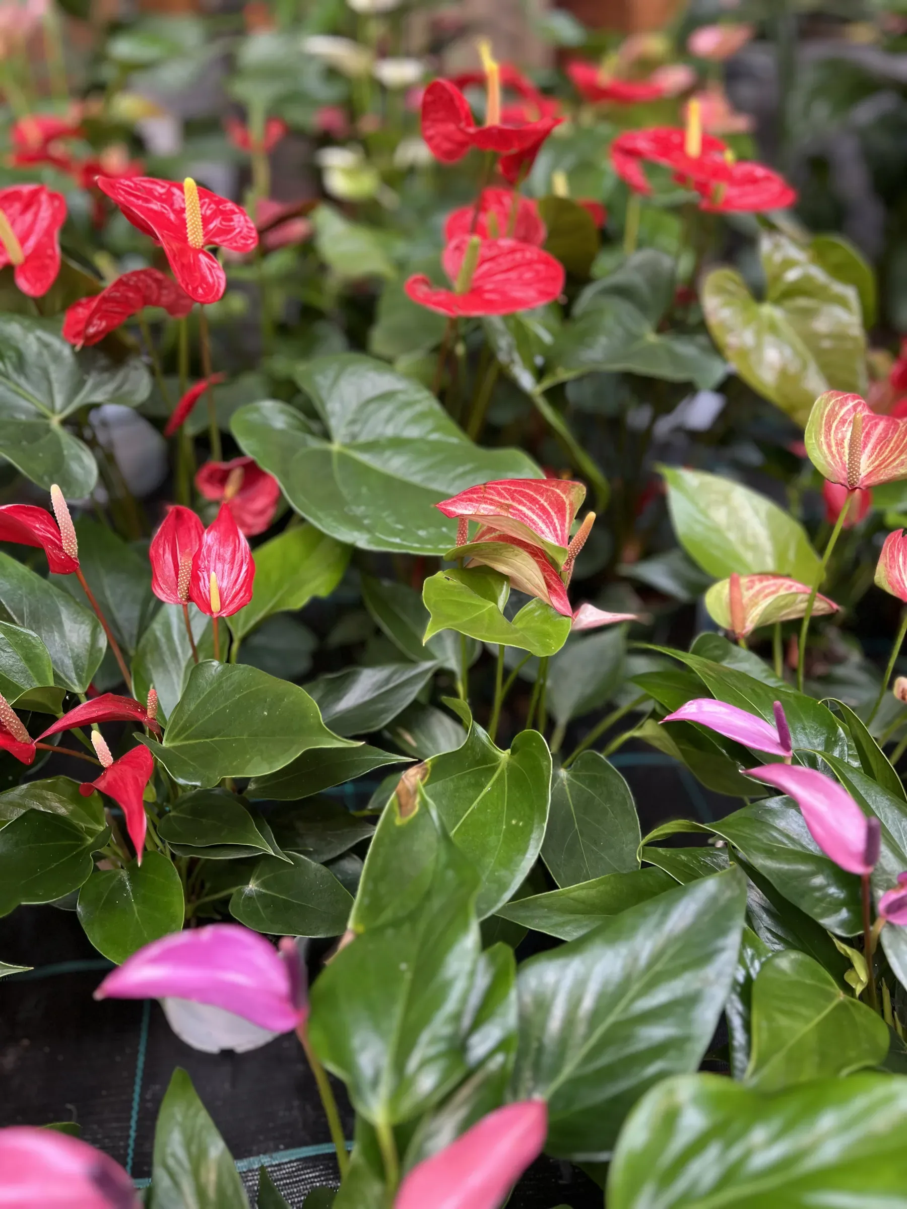 Anthurium dai fiori rossi e rosa fra le foglie lucide a cuore, sul banco della serra