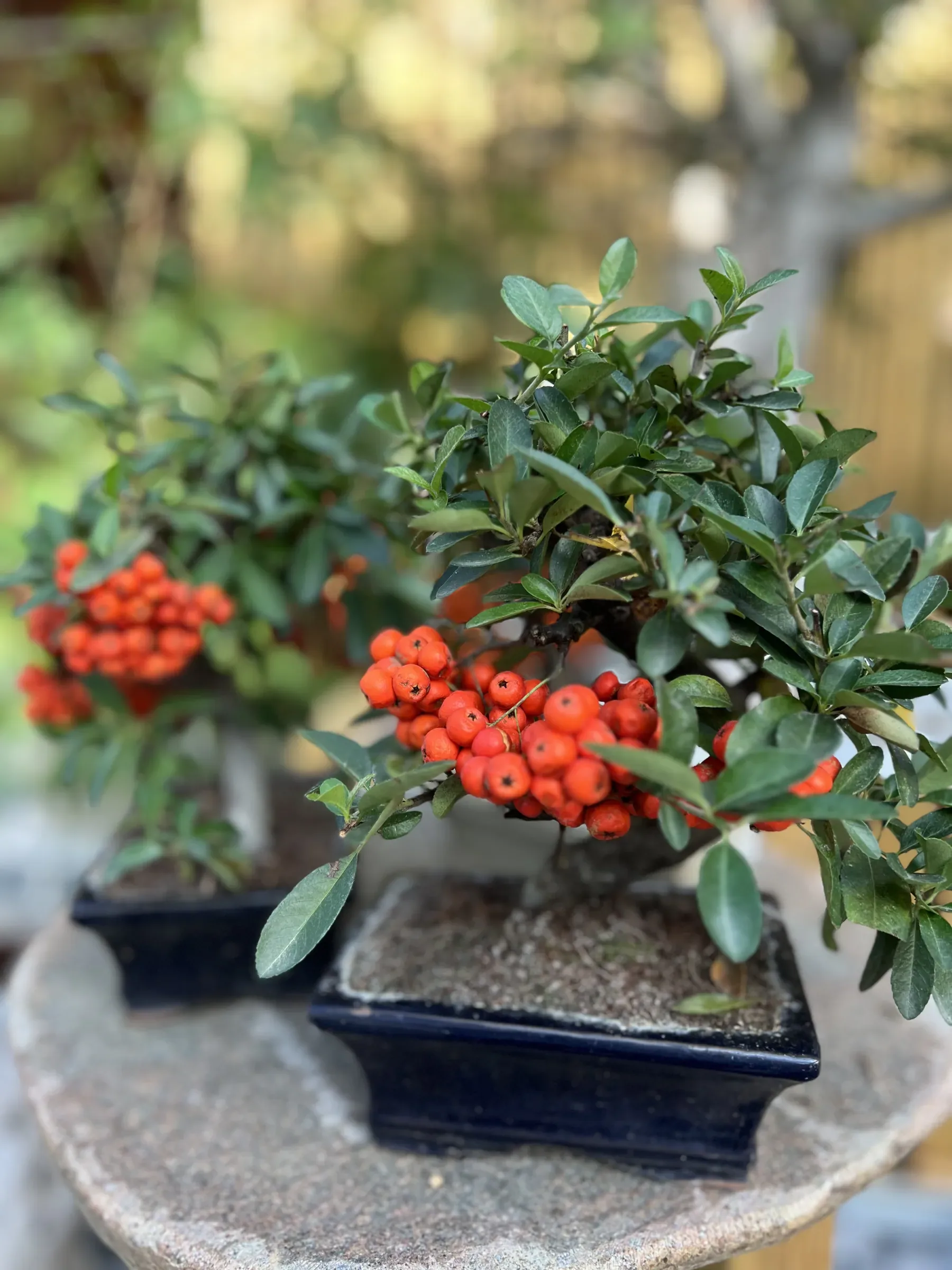 Due bonsai carichi di bacche arancioni in vasi bassi blu, su un piano di pietra
