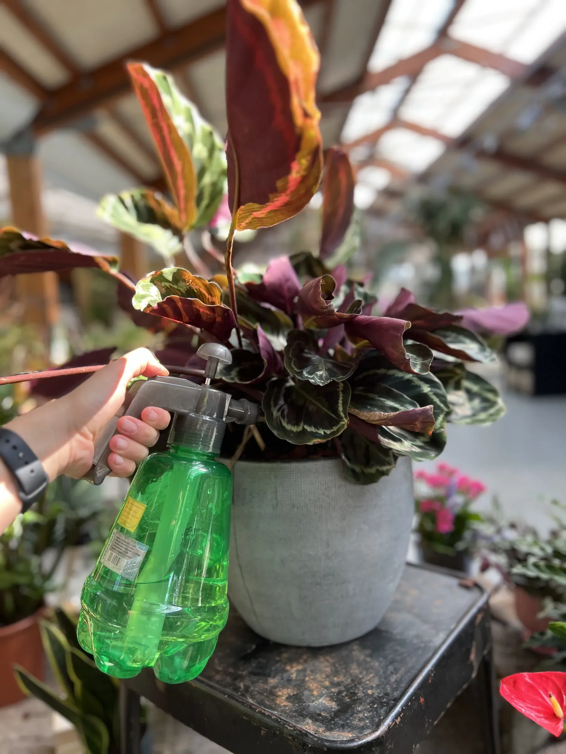 Una mano spruzza acqua sulle foglie screziate di verde, rosa e porpora di una pianta in un vaso di cemento, sotto la serra