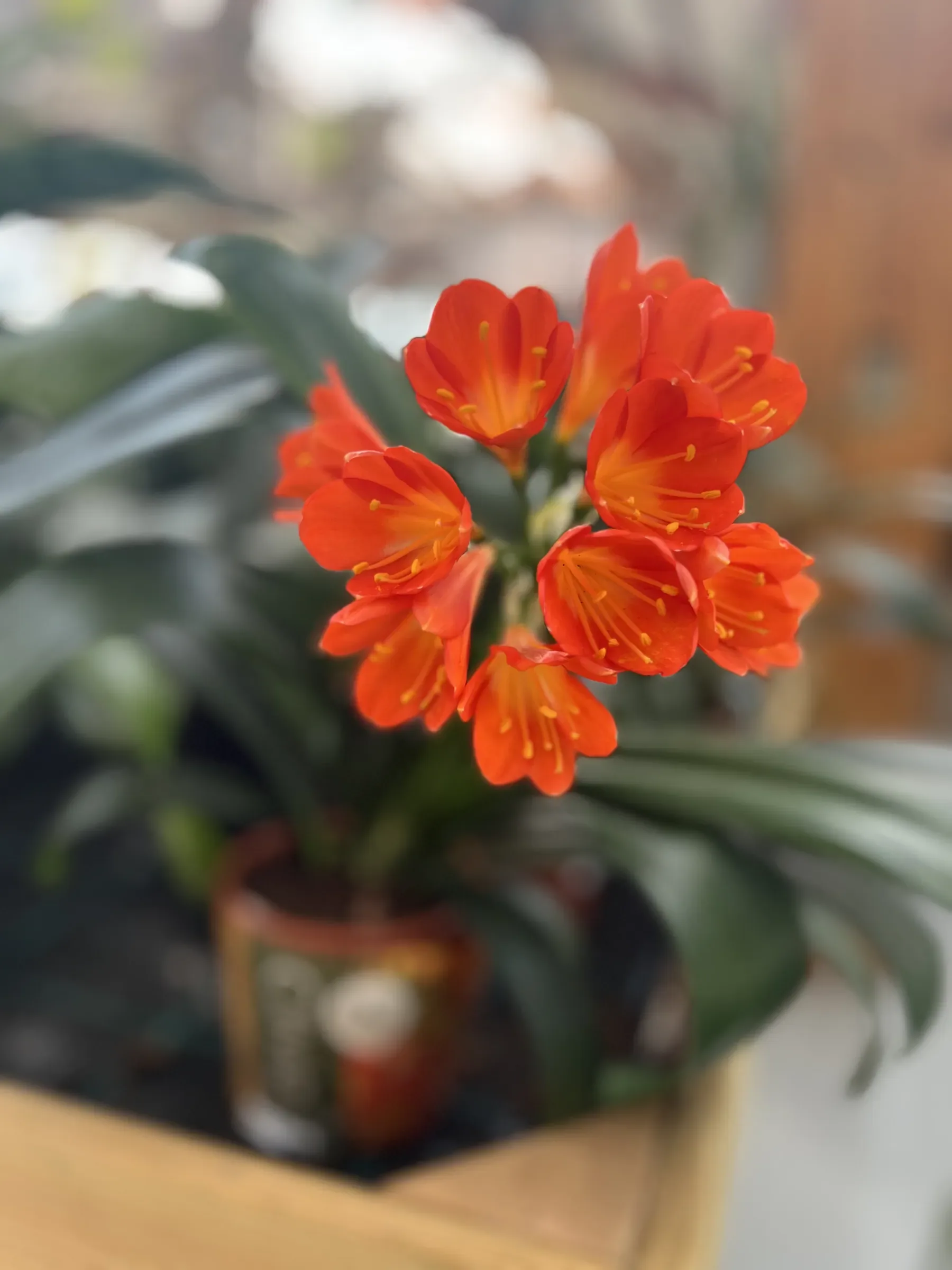 Clivia con i fiori arancioni in vaso, fra le foglie lunghe e scure