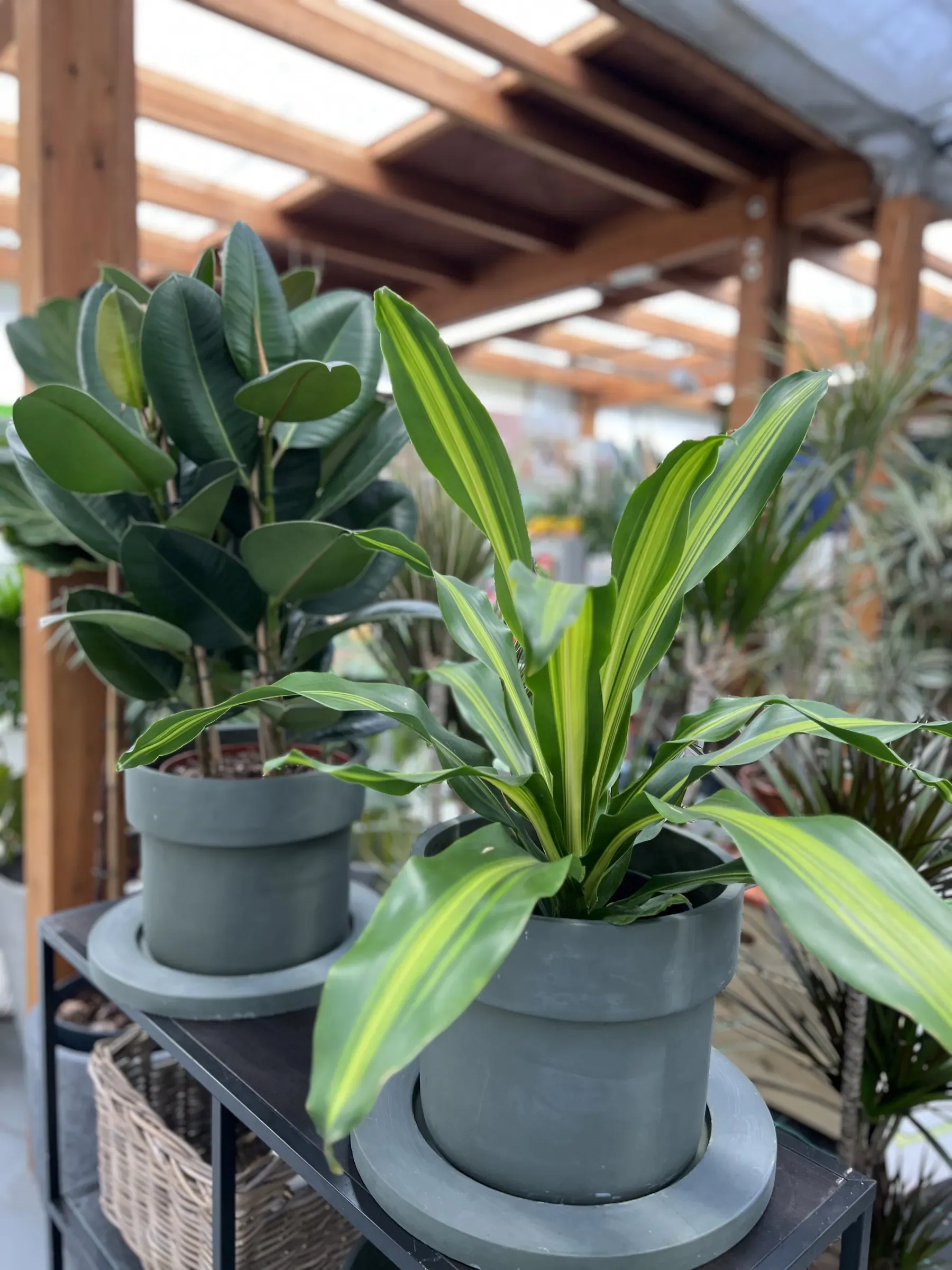Un ficus dalle foglie larghe e lucide e una dracena dalle foglie striate di chiaro, in due vasi grigi su un carrello di metallo sotto la serra