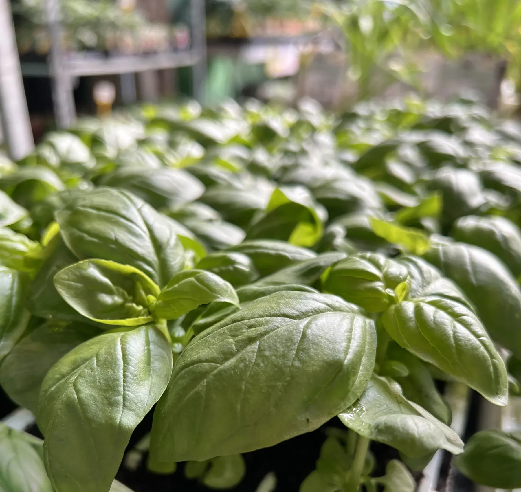 Foglie di basilico lucide in primo piano, sopra un banco fitto di piantine di basilico